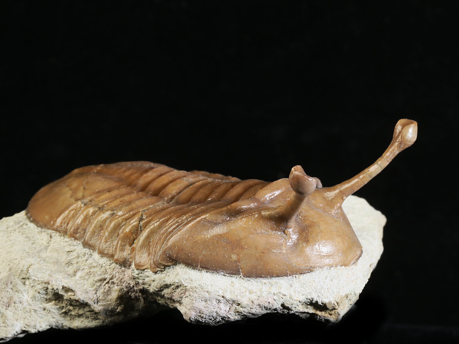 k 10883 6 Asaphus kowalewskii LAWROW 1868 - Image 7