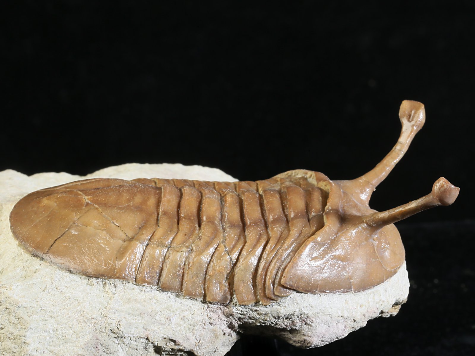 k 10883 7 Asaphus kowalewskii LAWROW 1868 - Image 8