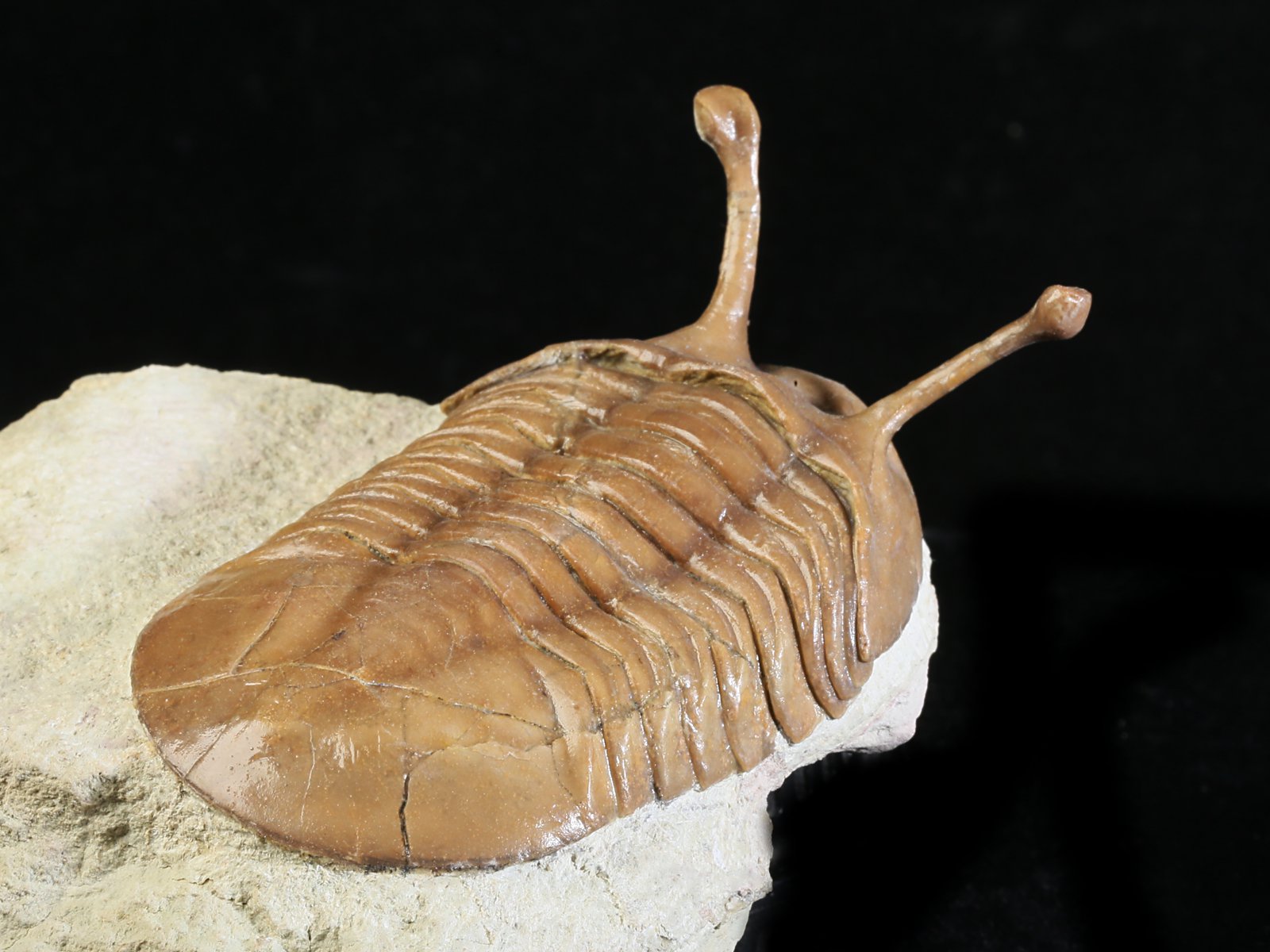 k 10883 8 Asaphus kowalewskii LAWROW 1868 - Image 9