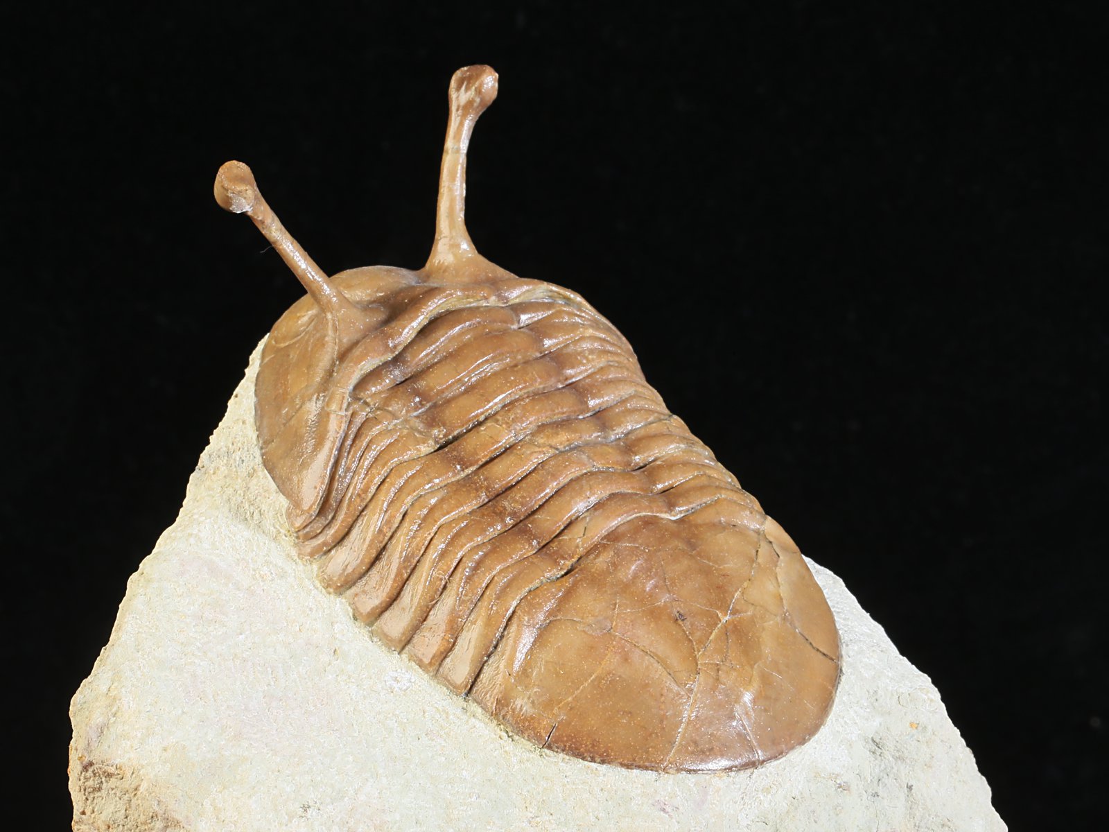 k 10883 9 Asaphus kowalewskii LAWROW 1868 - Image 10