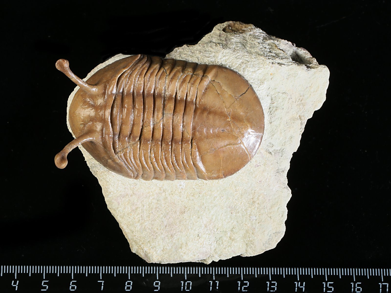 k 10883 Asaphus kowalewskii LAWROW 1868