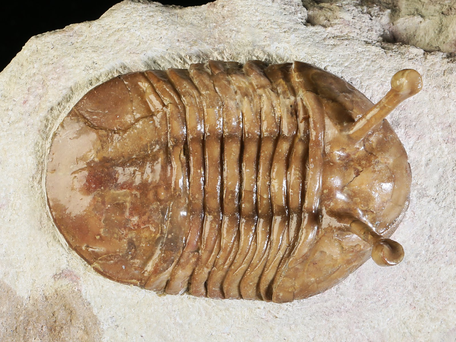 k 10887 1 Asaphus kowalewskii LAWROW 1868 - Image 2