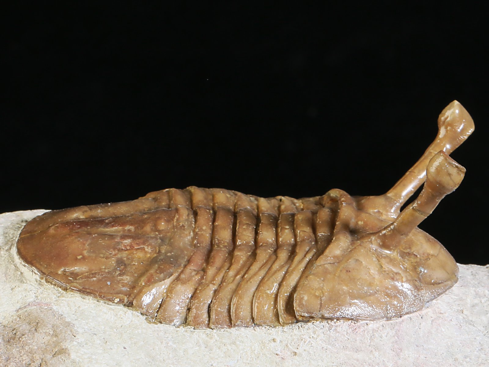 k 10887 2 Asaphus kowalewskii LAWROW 1868 - Image 3