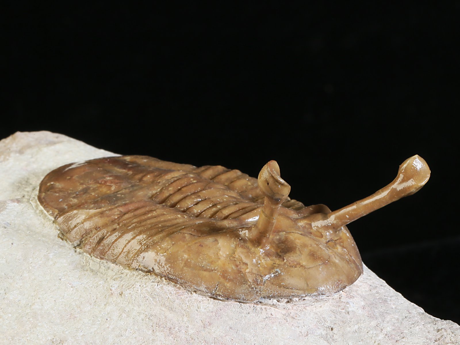 k 10887 3 Asaphus kowalewskii LAWROW 1868 - Image 4