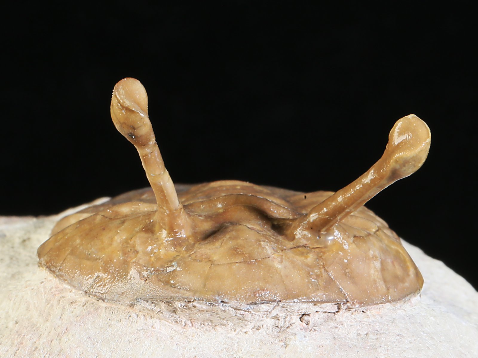 k 10887 4 Asaphus kowalewskii LAWROW 1868 - Image 5