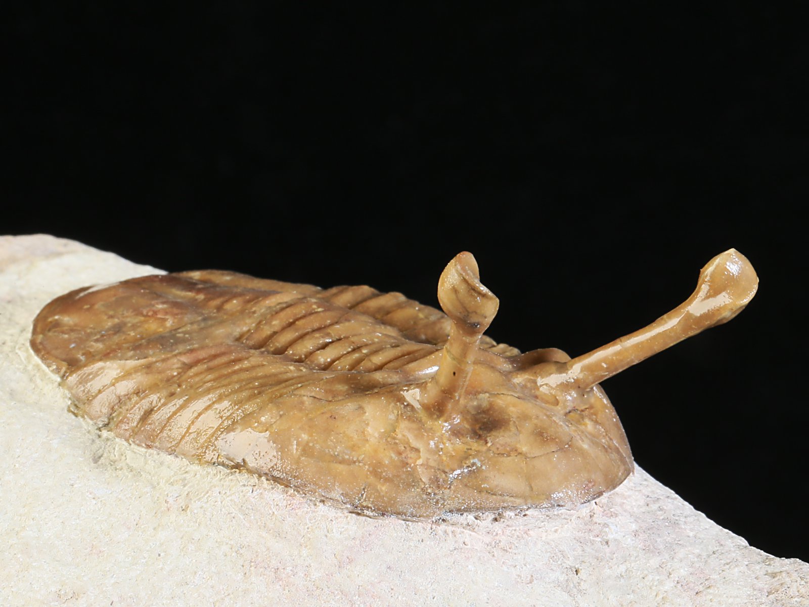 k 10887 5 Asaphus kowalewskii LAWROW 1868 - Image 6