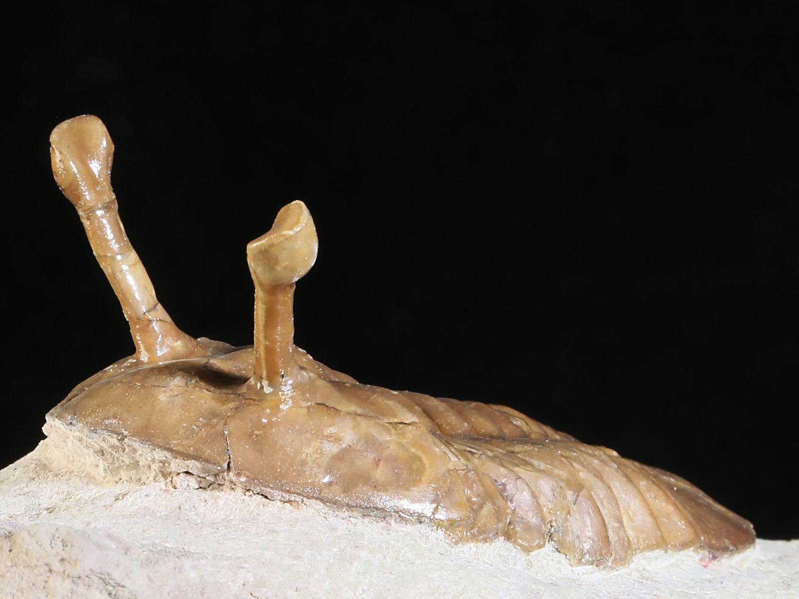 k 10887 6 Asaphus kowalewskii LAWROW 1868 - Image 7