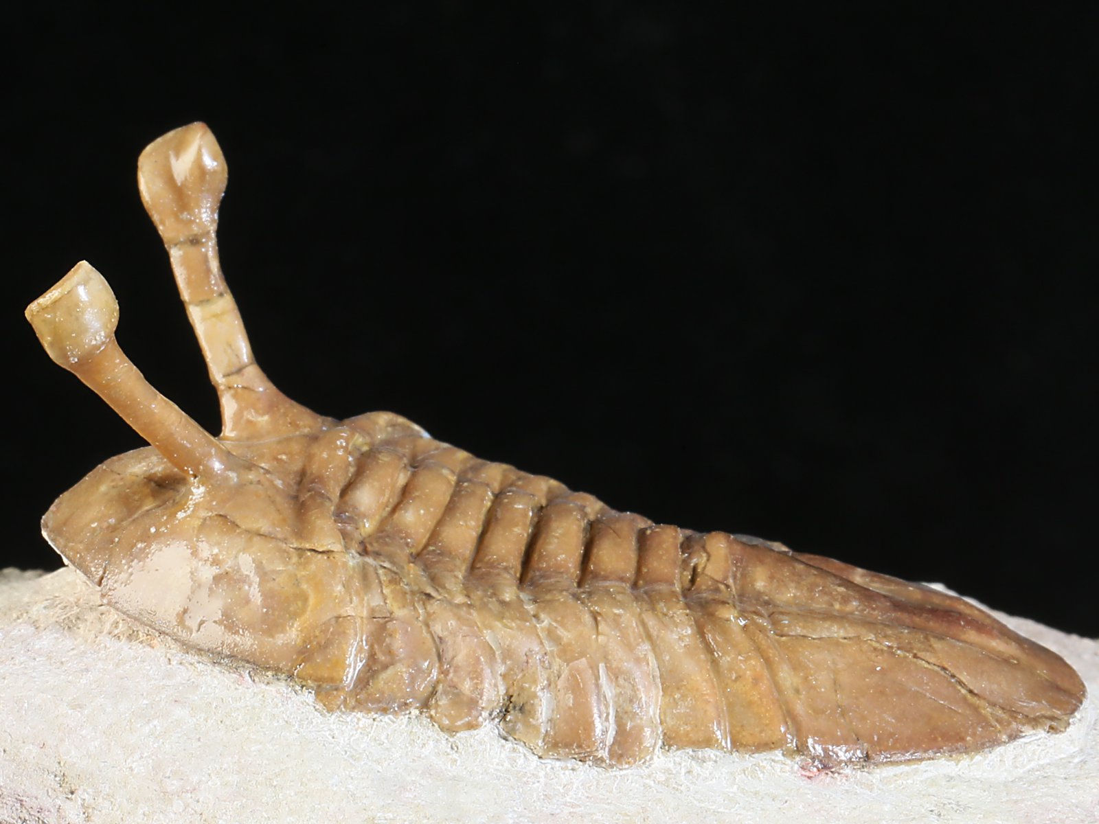 k 10887 7 Asaphus kowalewskii LAWROW 1868 - Image 8