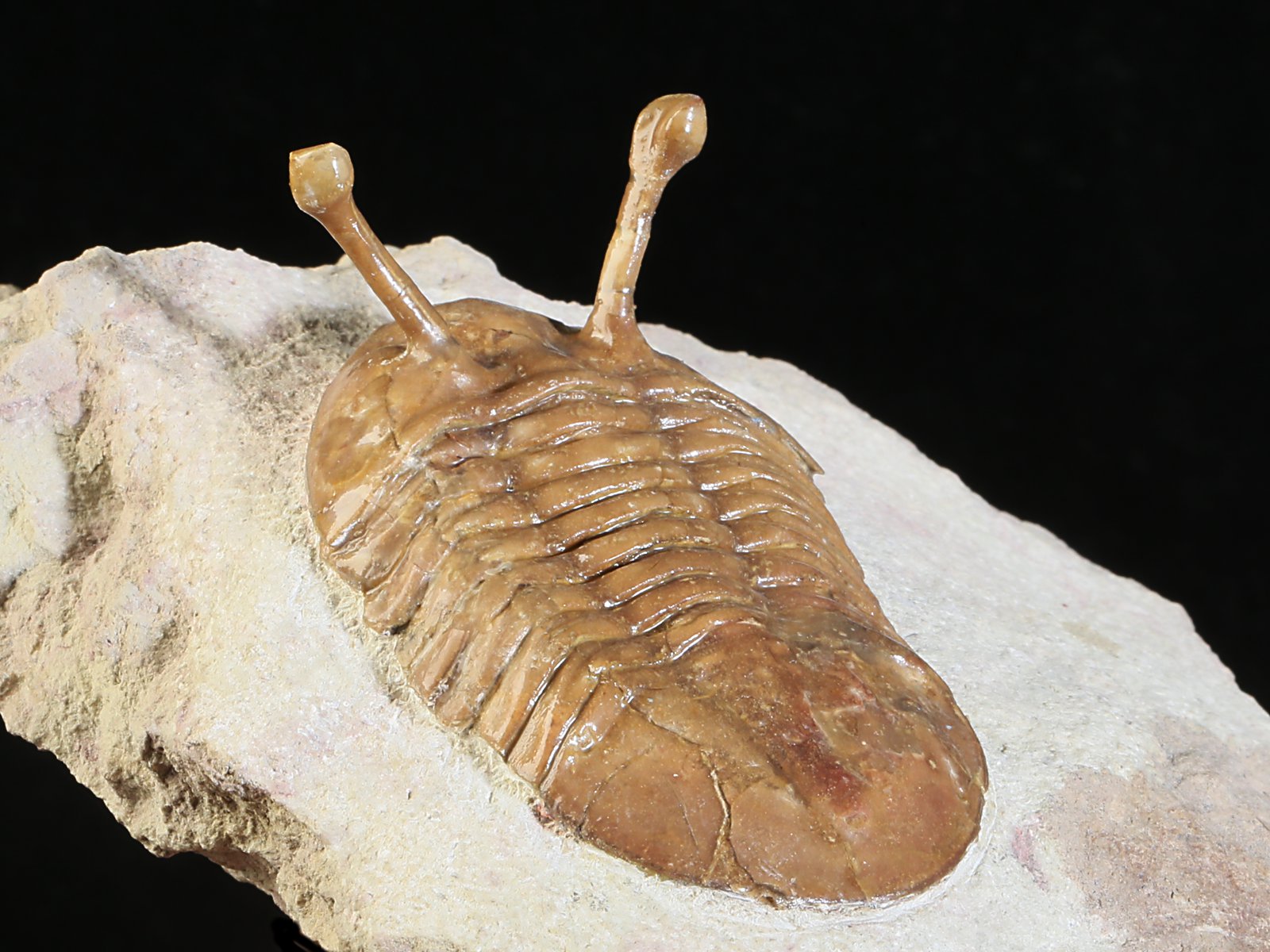 k 10887 8 Asaphus kowalewskii LAWROW 1868 - Image 9