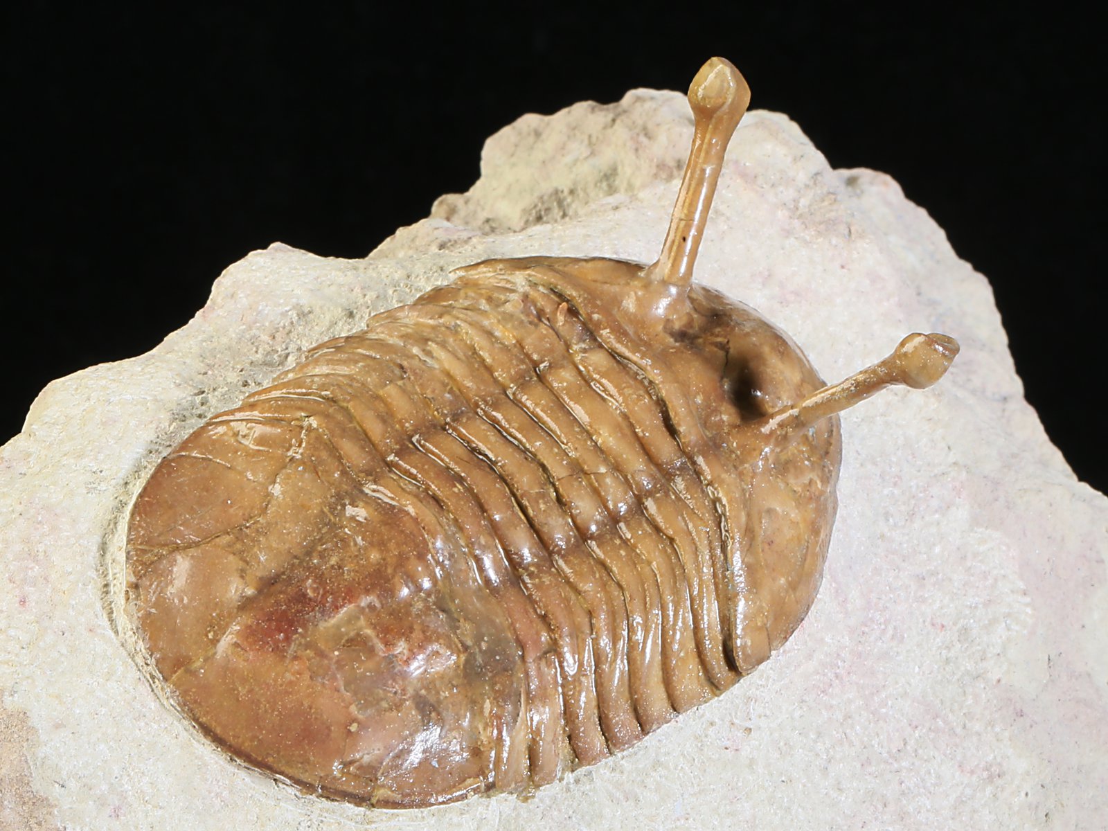 k 10887 9 Asaphus kowalewskii LAWROW 1868 - Image 10