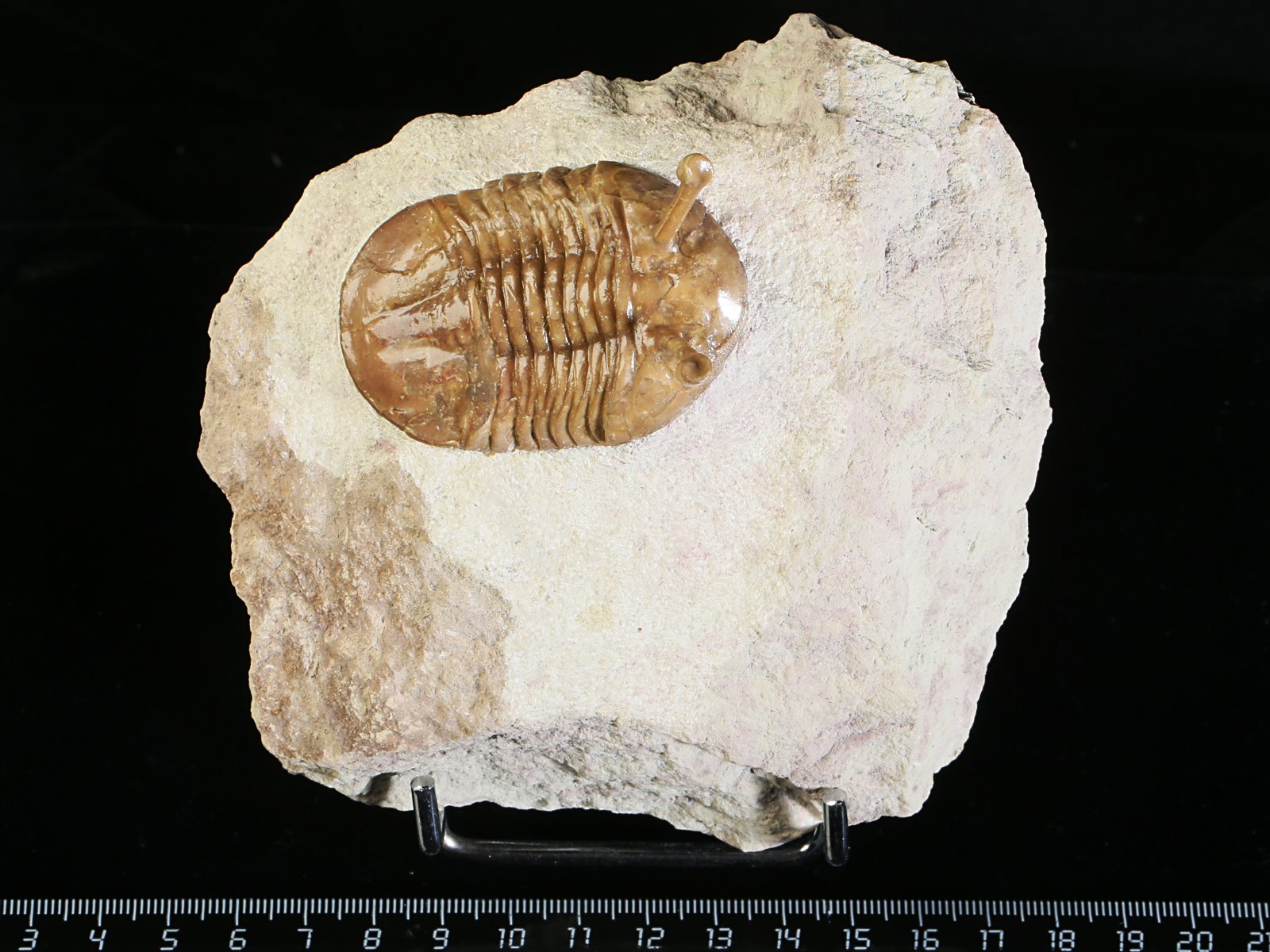 k 10887 Asaphus kowalewskii LAWROW 1868