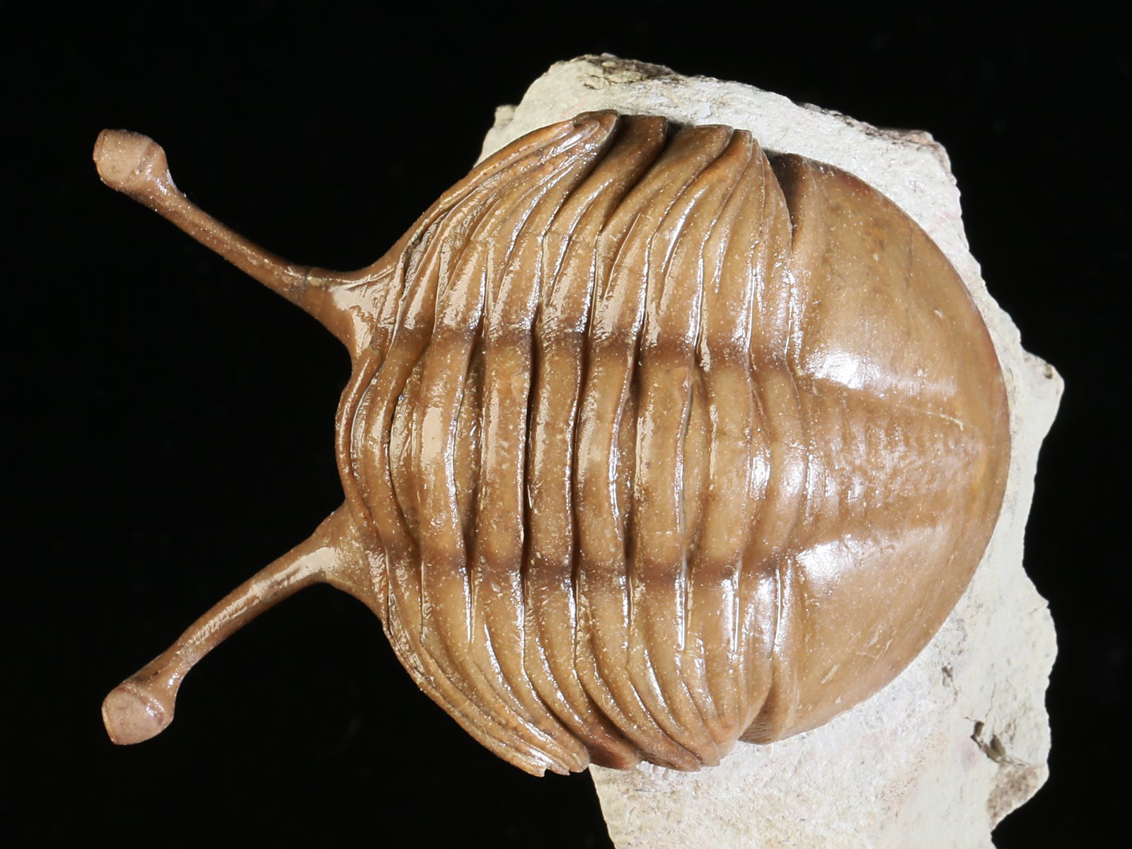 k 10889 1 Asaphus kowalewskii LAWROW 1868 - Image 2