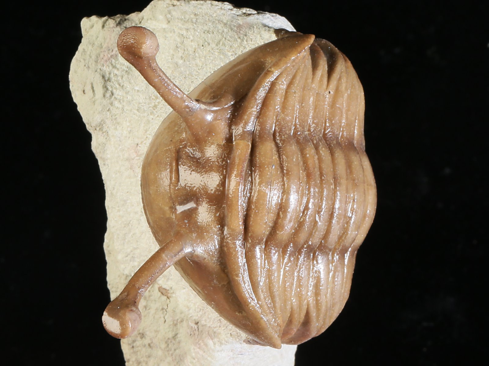 k 10889 2 Asaphus kowalewskii LAWROW 1868 - Image 3