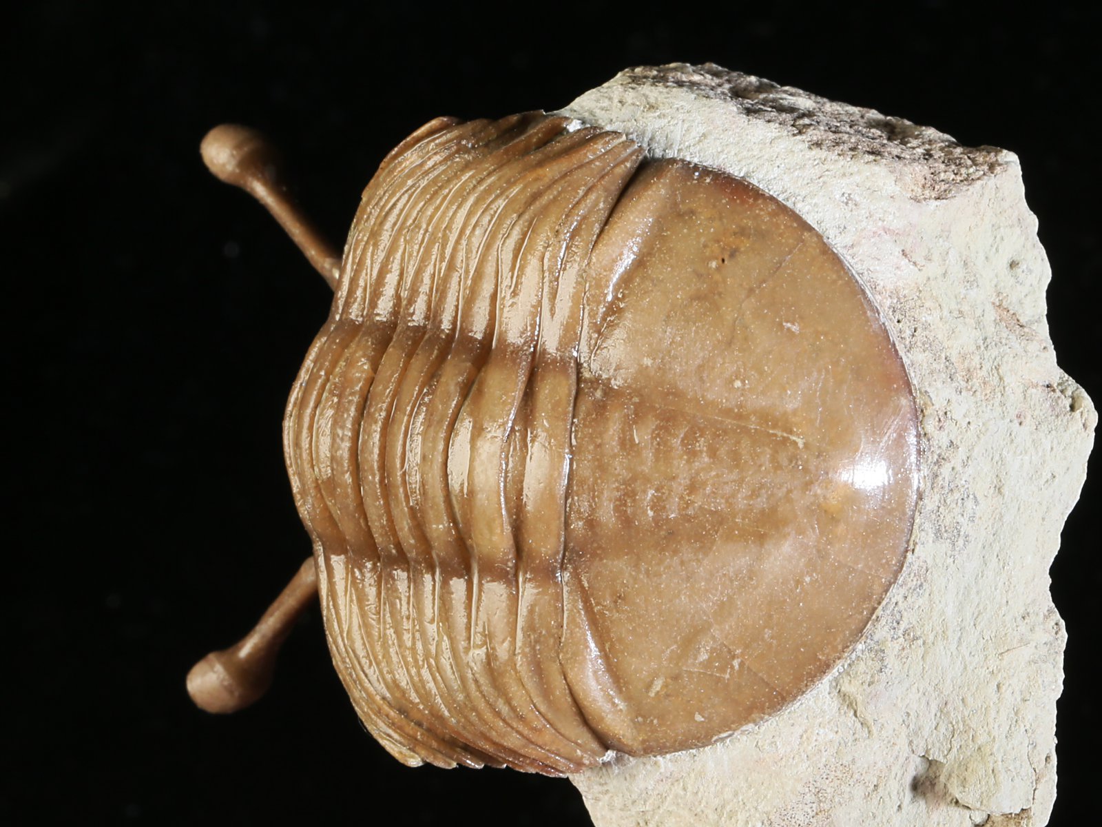 k 10889 3 Asaphus kowalewskii LAWROW 1868 - Image 4