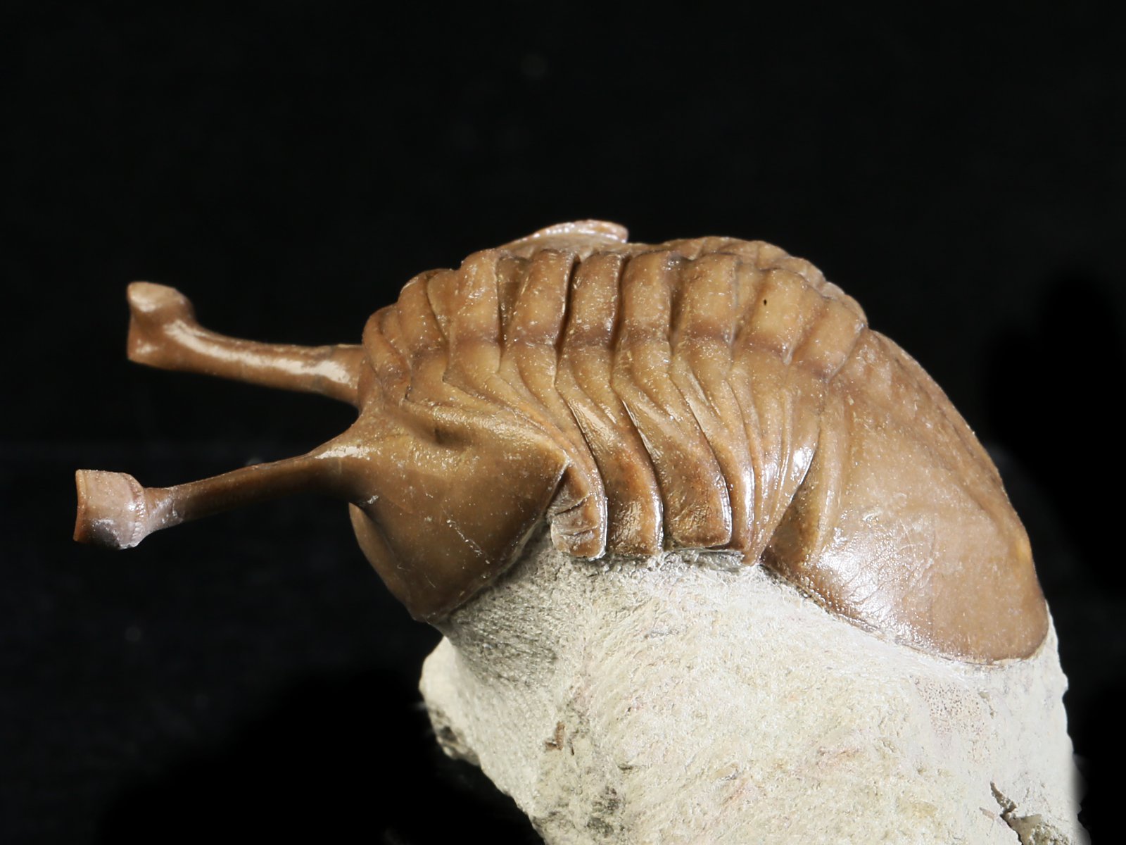 k 10889 4 Asaphus kowalewskii LAWROW 1868 - Image 5