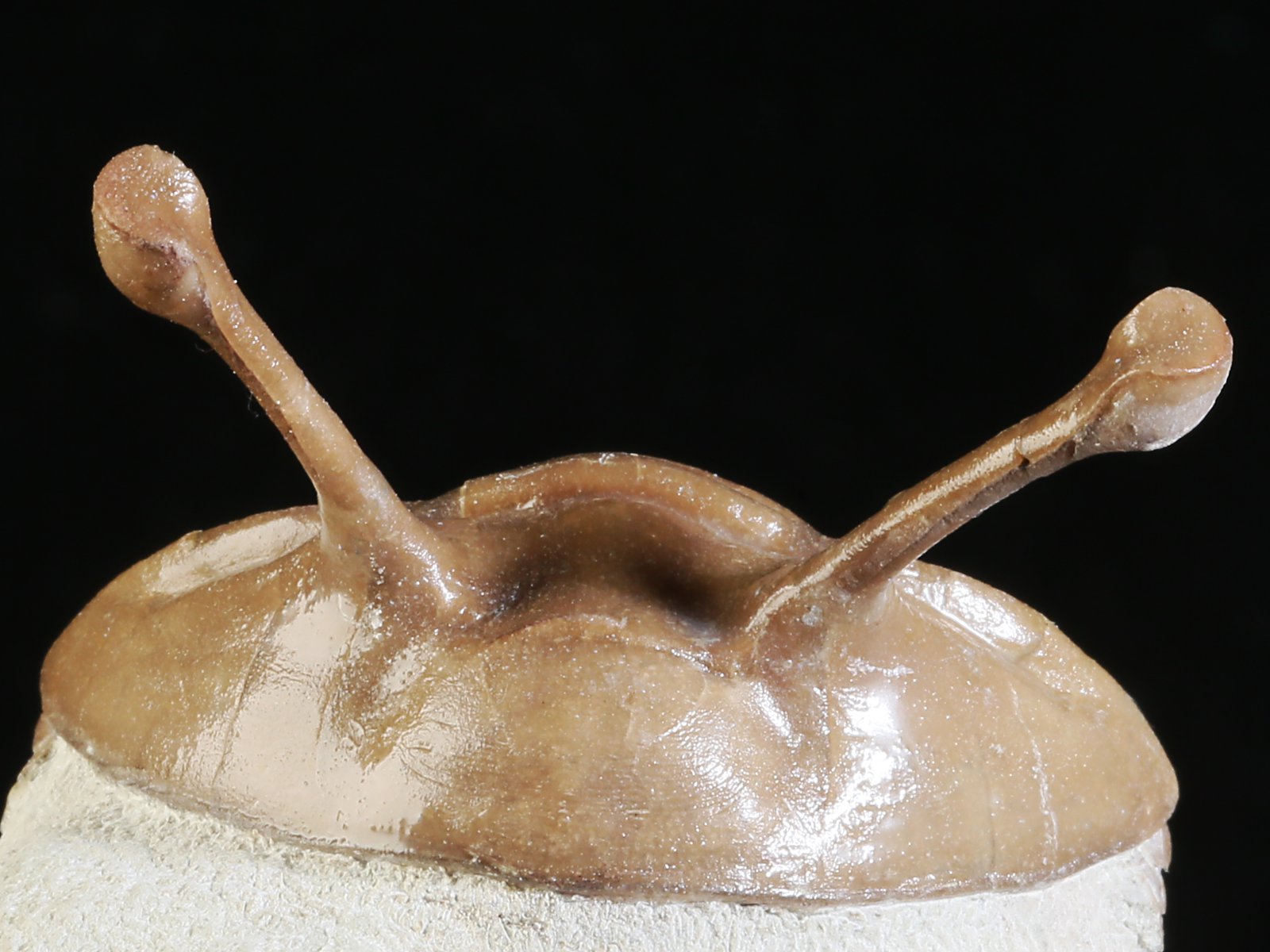 k 10889 5 Asaphus kowalewskii LAWROW 1868 - Image 6