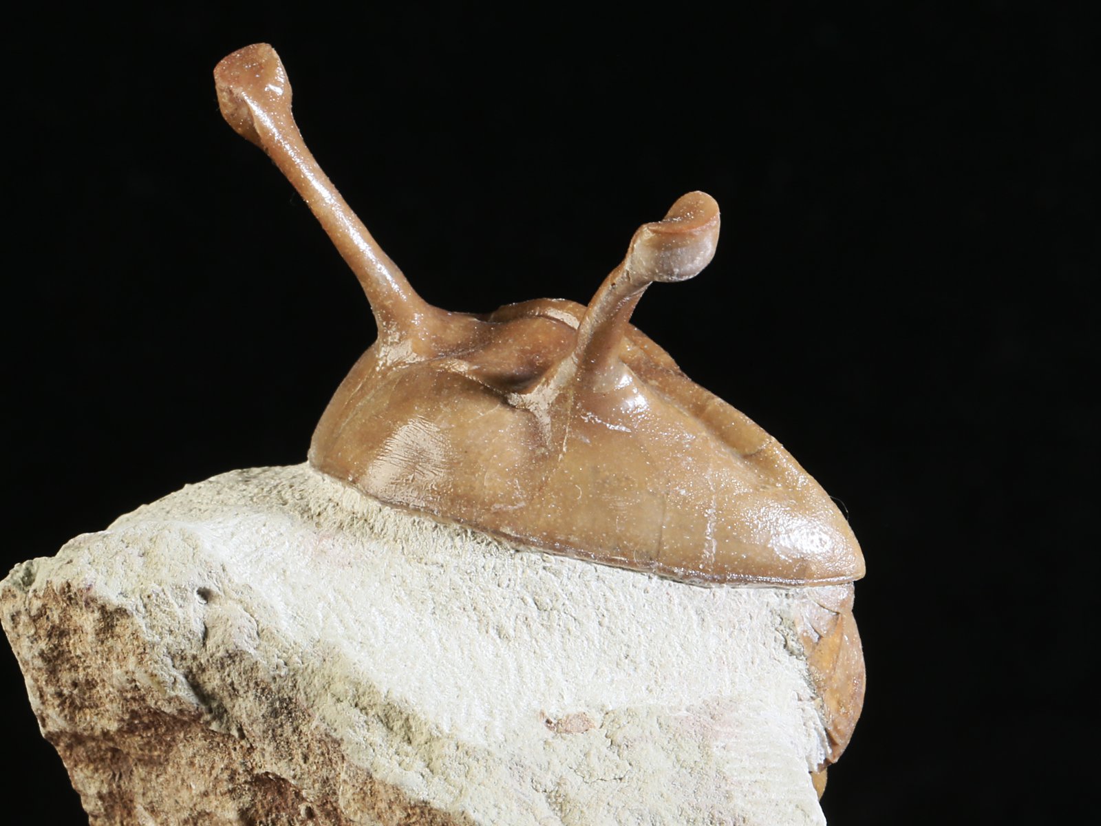 k 10889 6 Asaphus kowalewskii LAWROW 1868 - Image 7