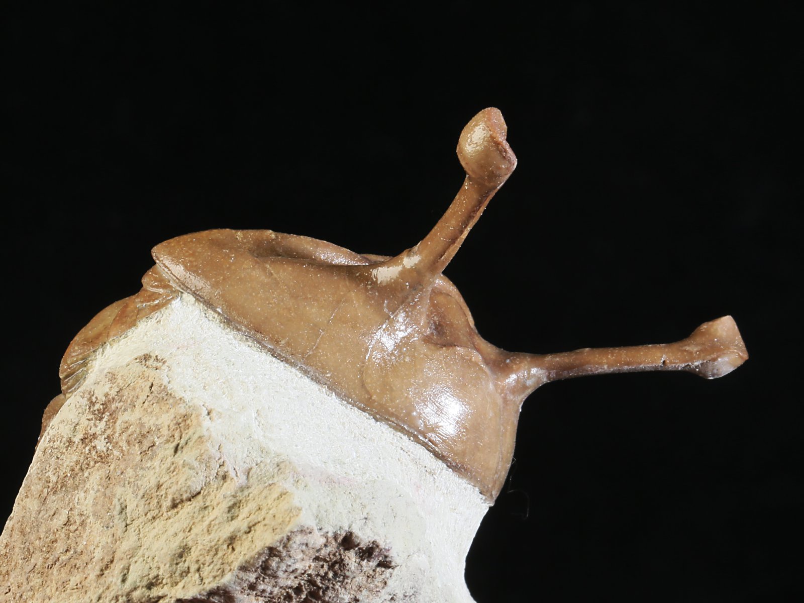 k 10889 7 Asaphus kowalewskii LAWROW 1868 - Image 8