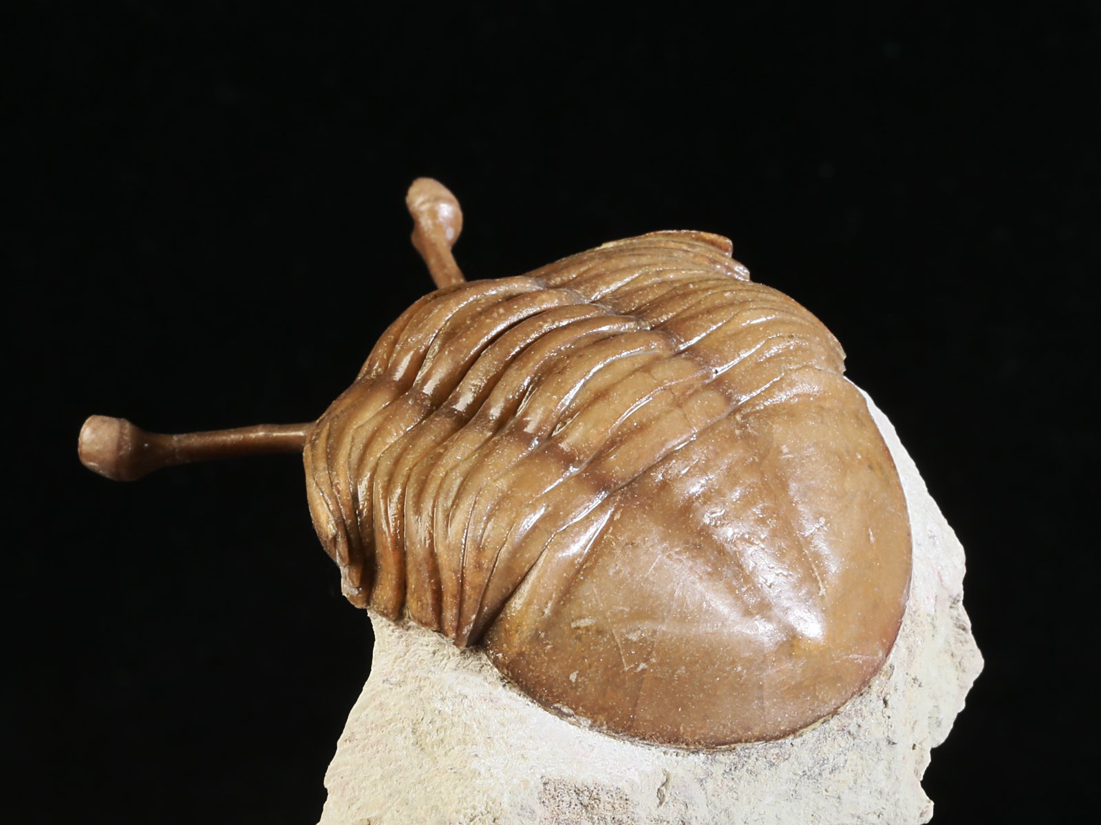 k 10889 8 Asaphus kowalewskii LAWROW 1868 - Image 9