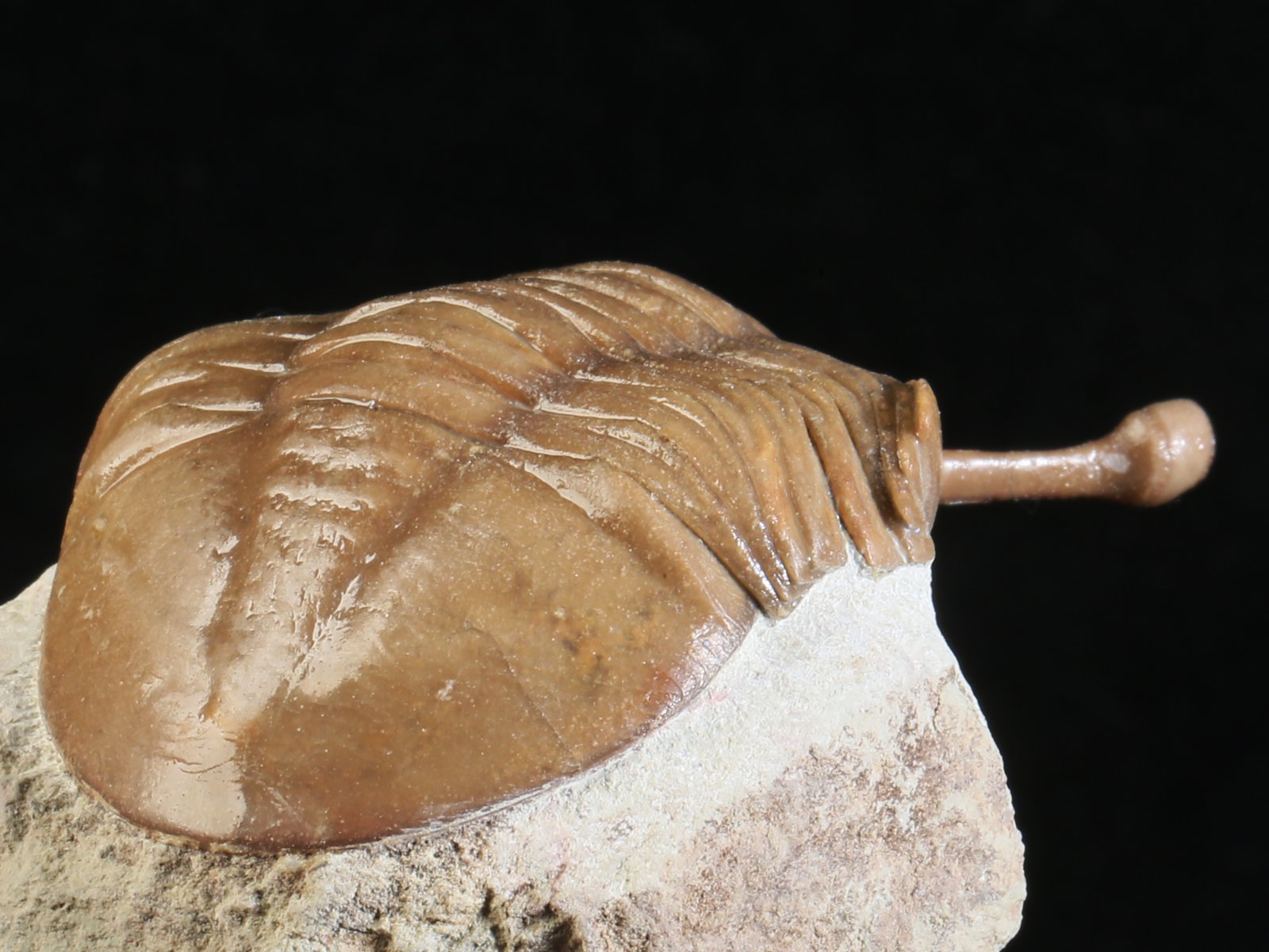 k 10889 9 Asaphus kowalewskii LAWROW 1868 - Image 10