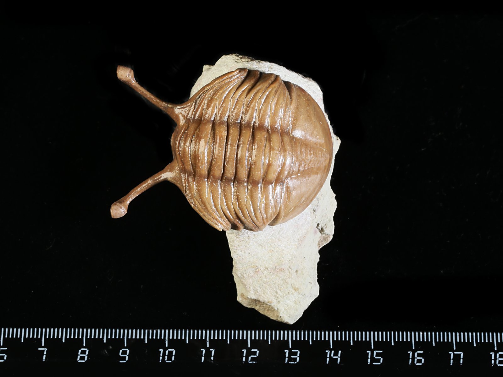 k 10889 Asaphus kowalewskii LAWROW 1868