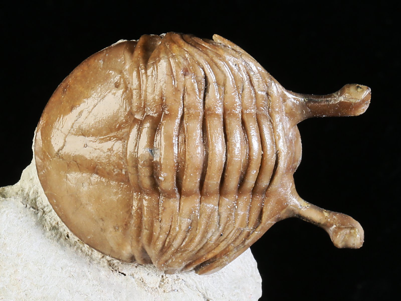 k 10890 1 Asaphus kowalewskii LAWROW 1868 - Image 2