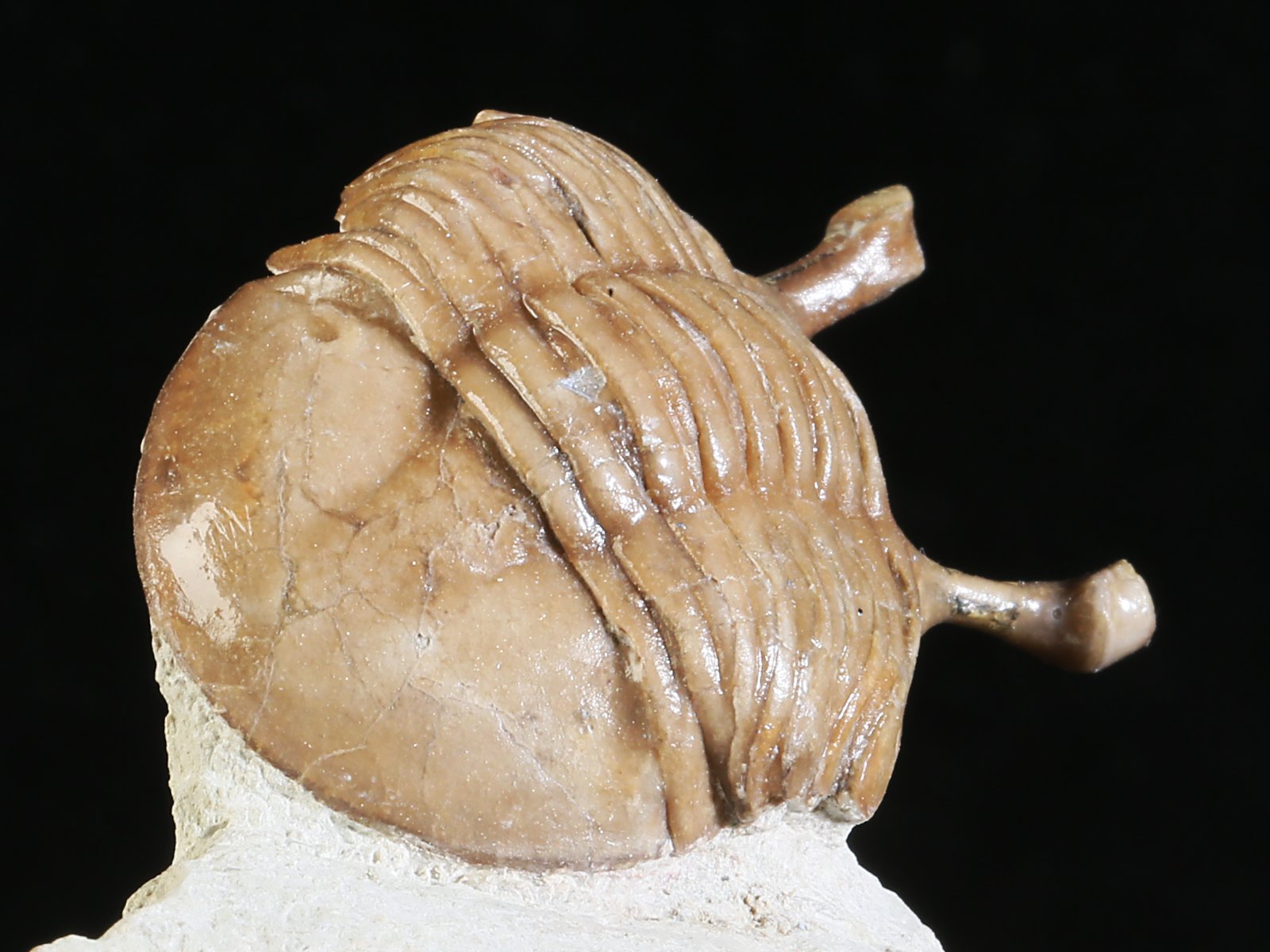 k 10890 10 Asaphus kowalewskii LAWROW 1868 - Image 11