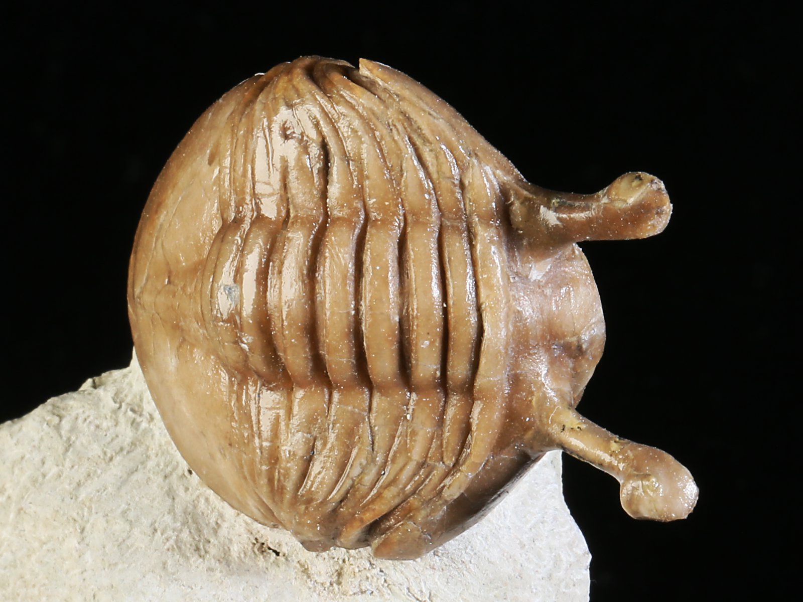 k 10890 2 Asaphus kowalewskii LAWROW 1868 - Image 3