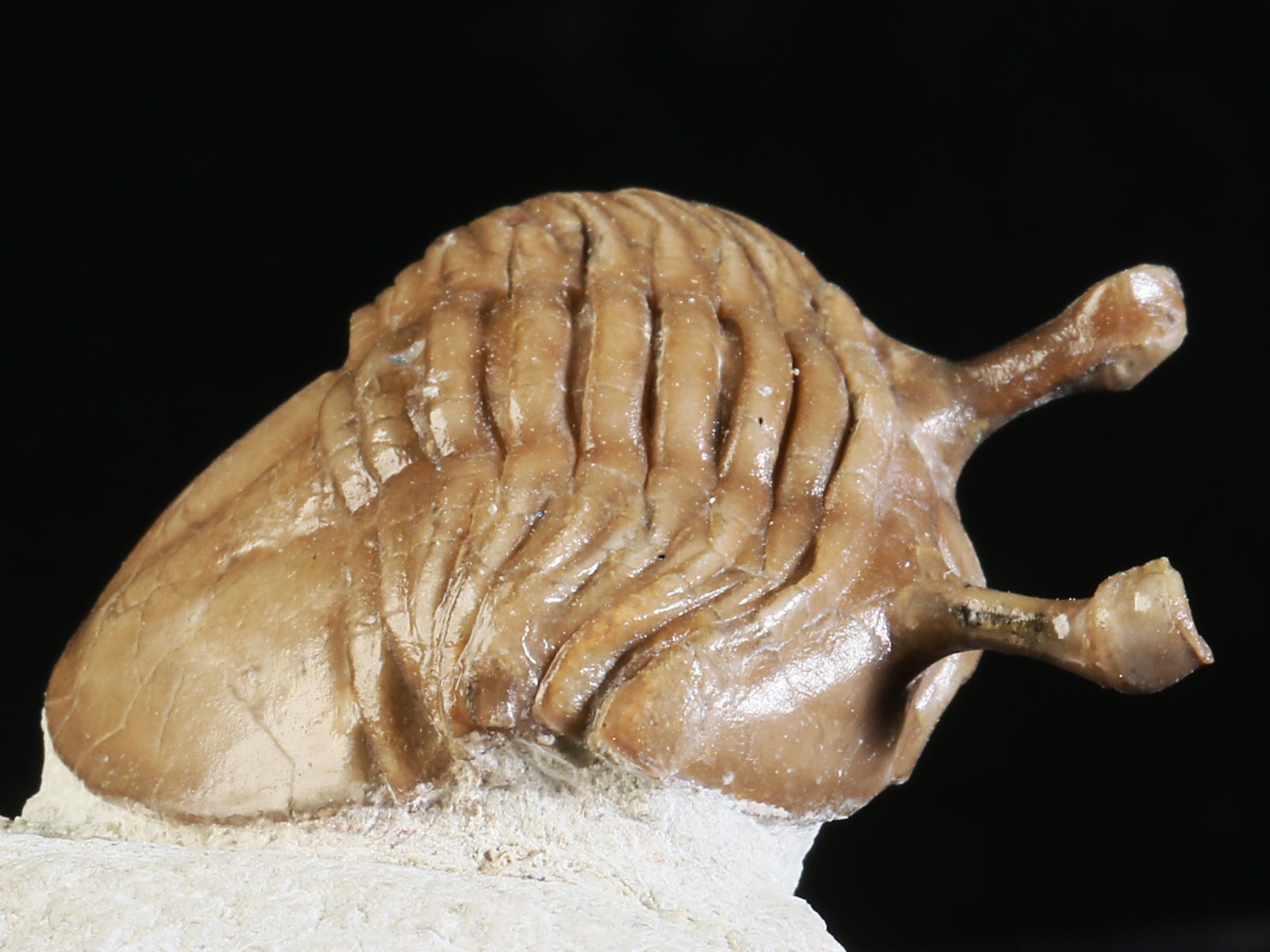 k 10890 3 Asaphus kowalewskii LAWROW 1868 - Image 4