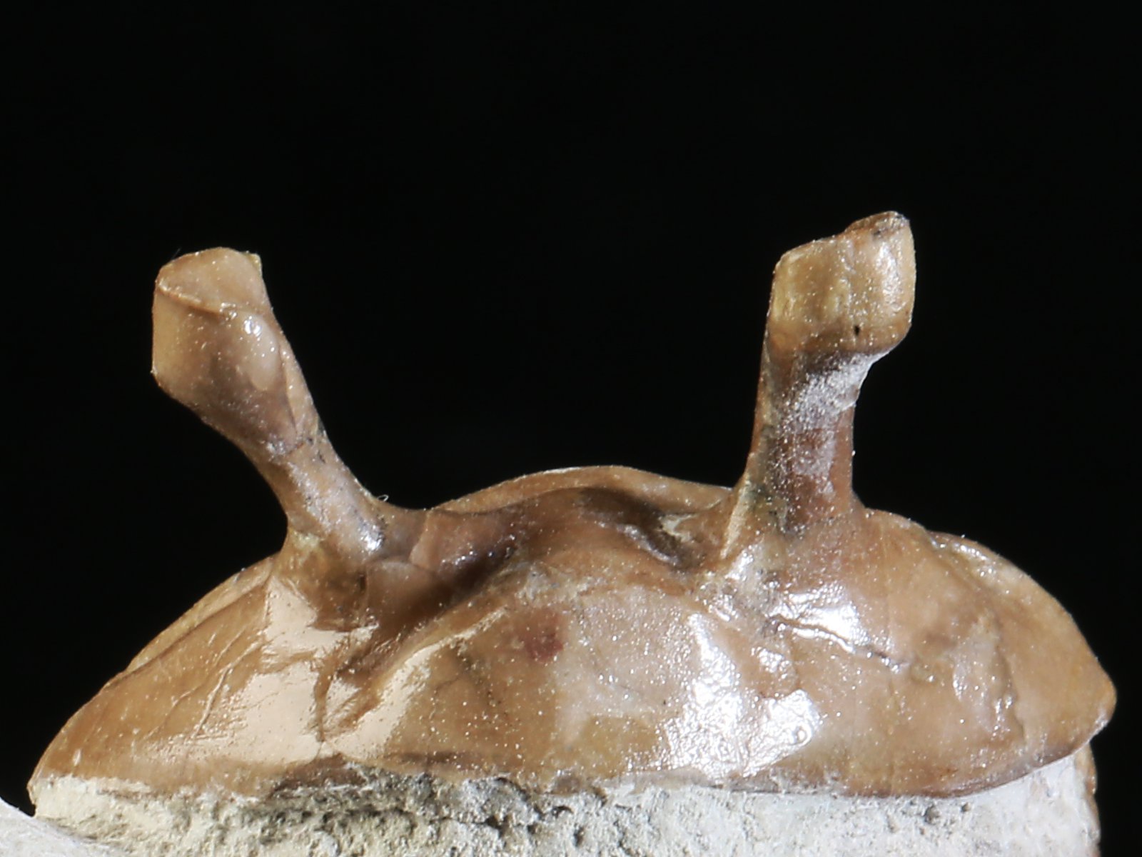 k 10890 5 Asaphus kowalewskii LAWROW 1868 - Image 6