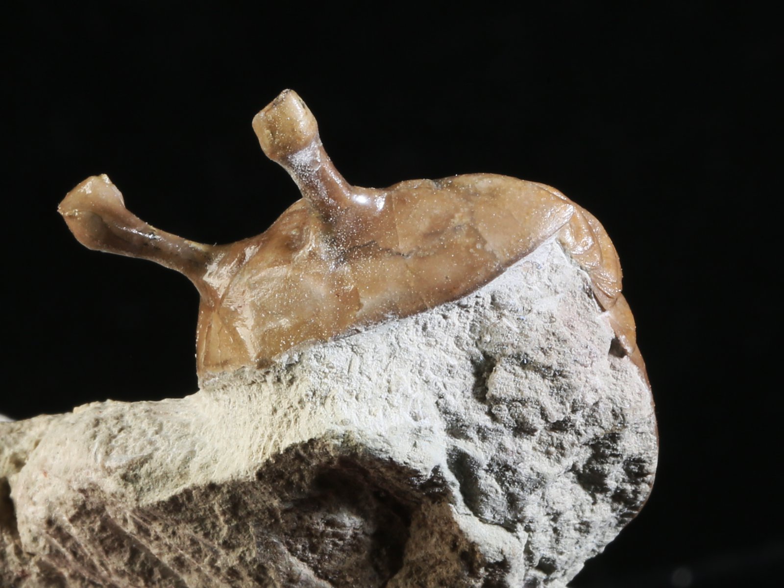 k 10890 6 Asaphus kowalewskii LAWROW 1868 - Image 7