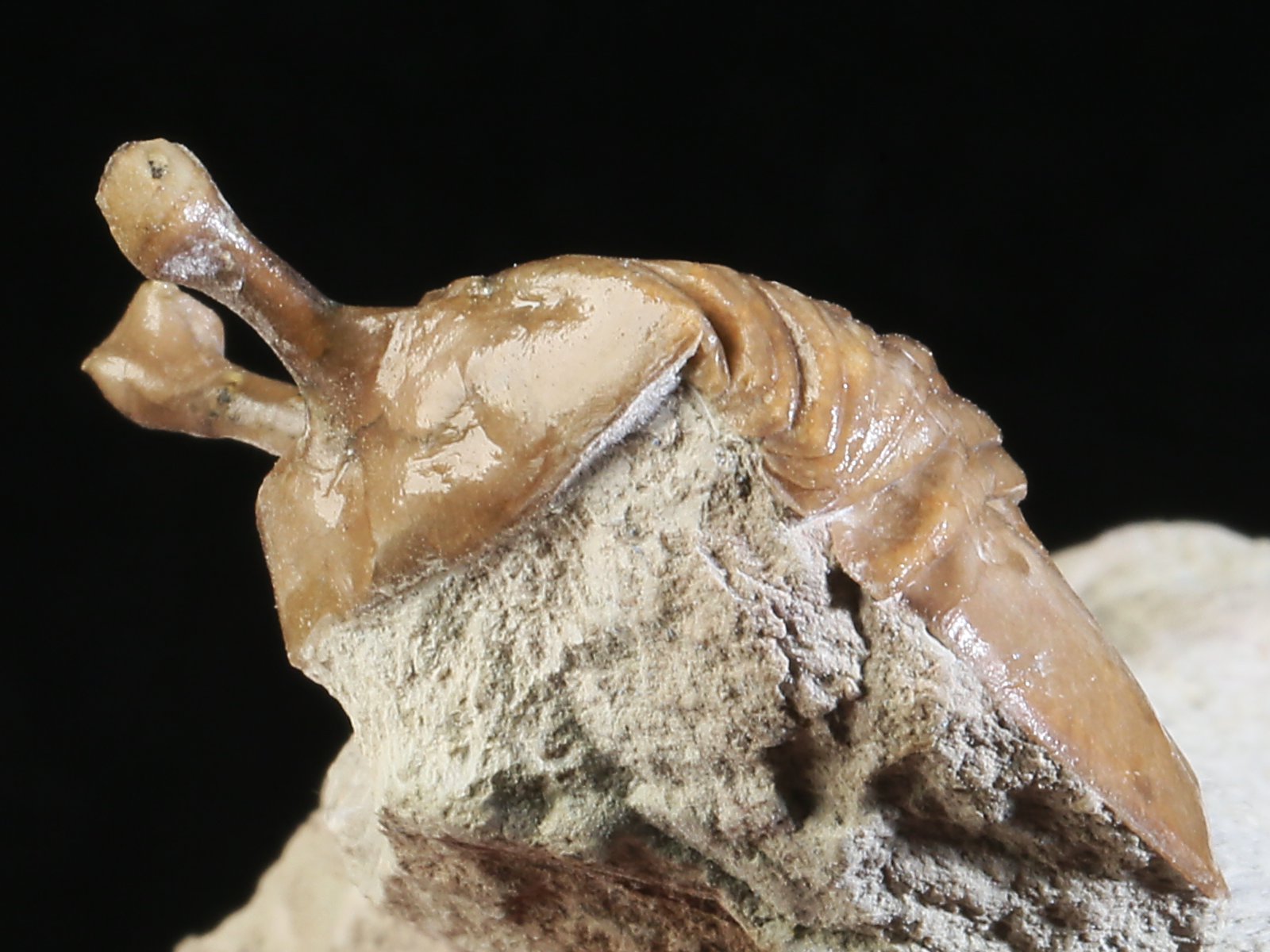 k 10890 7 Asaphus kowalewskii LAWROW 1868 - Image 8