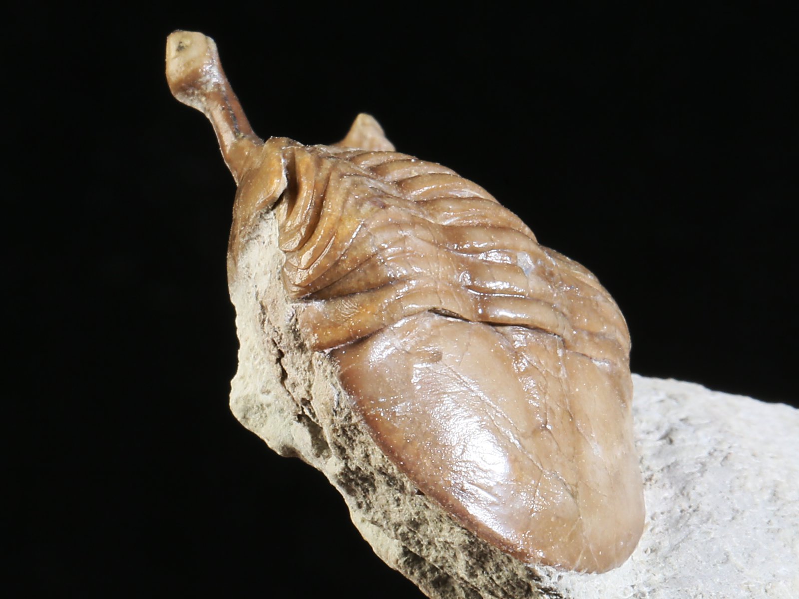 k 10890 9 Asaphus kowalewskii LAWROW 1868 - Image 10