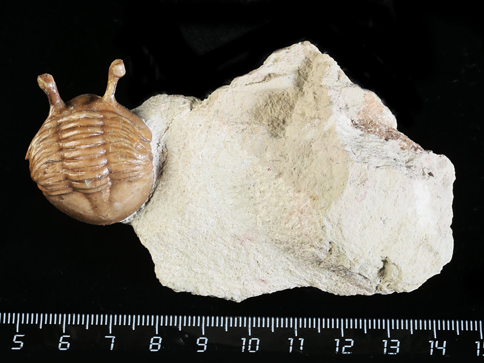 k 10890 Asaphus kowalewskii LAWROW 1868