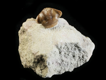 Panderia triquetra VOLBORTH 1863