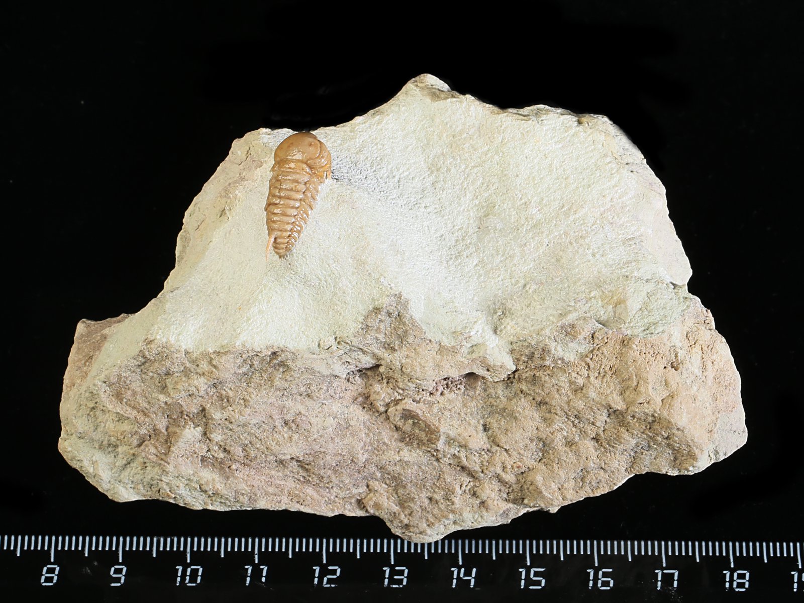 rmp 10896 1 Remopleurides nanus (LEUCHTENBERG 1843) - Image 2