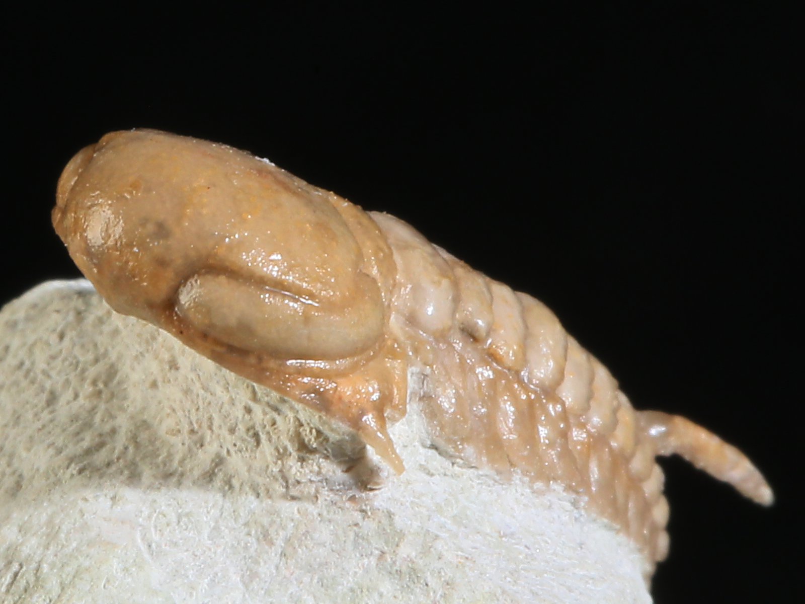 rmp 10896 10 Remopleurides nanus (LEUCHTENBERG 1843) - Image 11