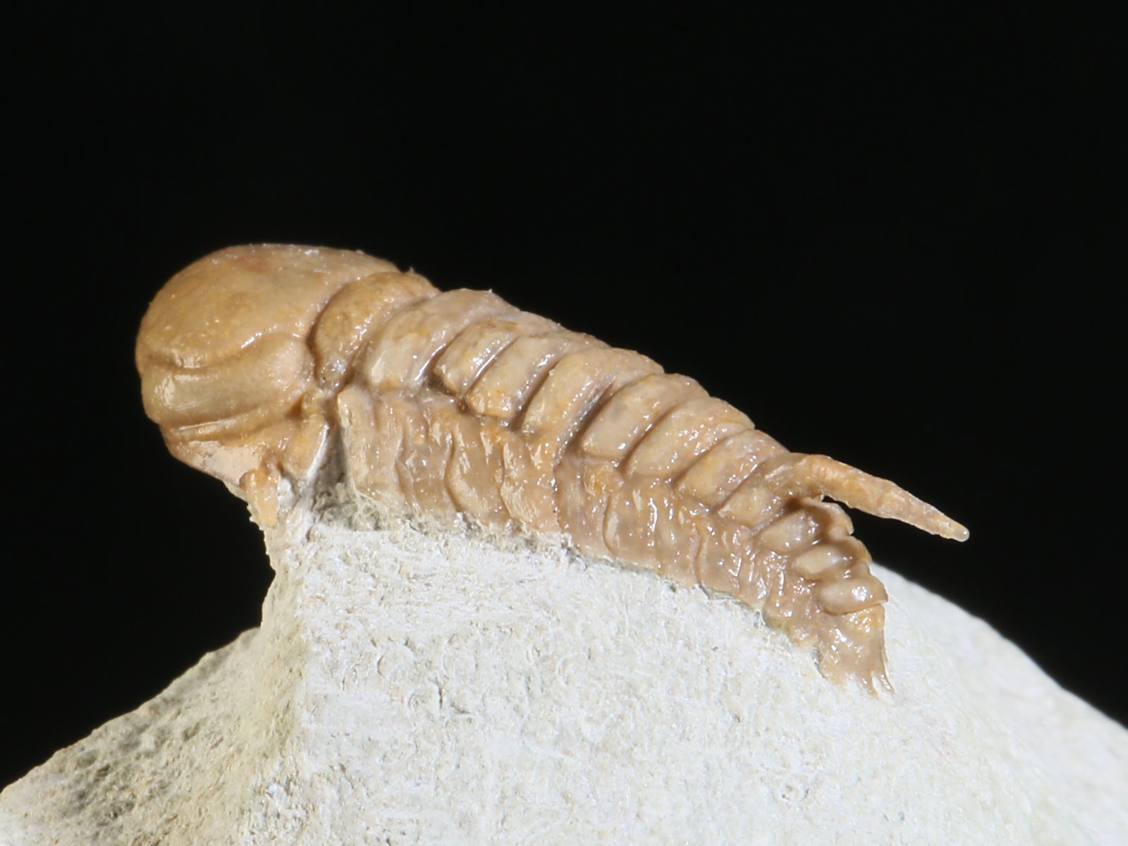 rmp 10896 11 Remopleurides nanus (LEUCHTENBERG 1843) - Image 12