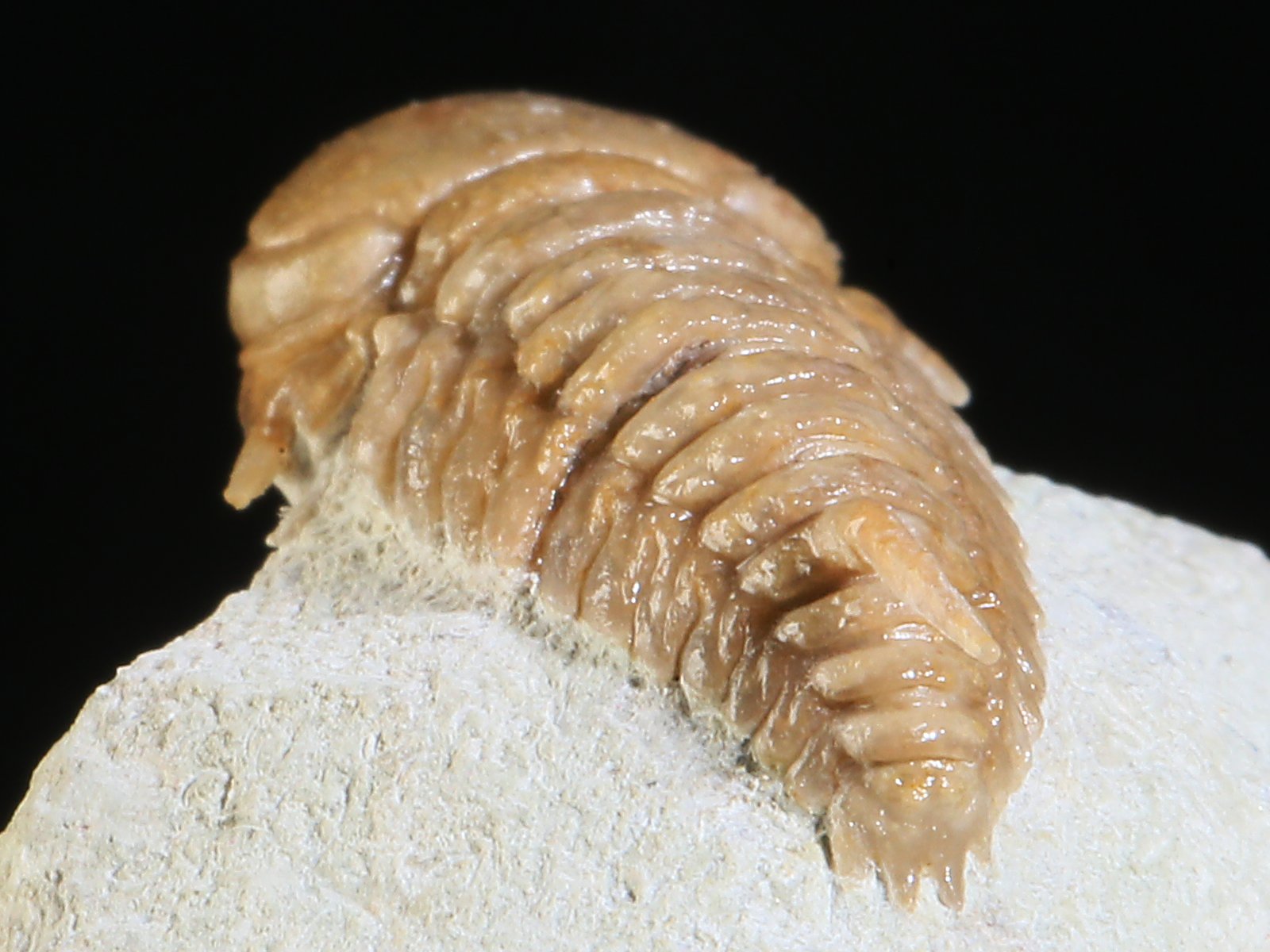 rmp 10896 12 Remopleurides nanus (LEUCHTENBERG 1843) - Image 13