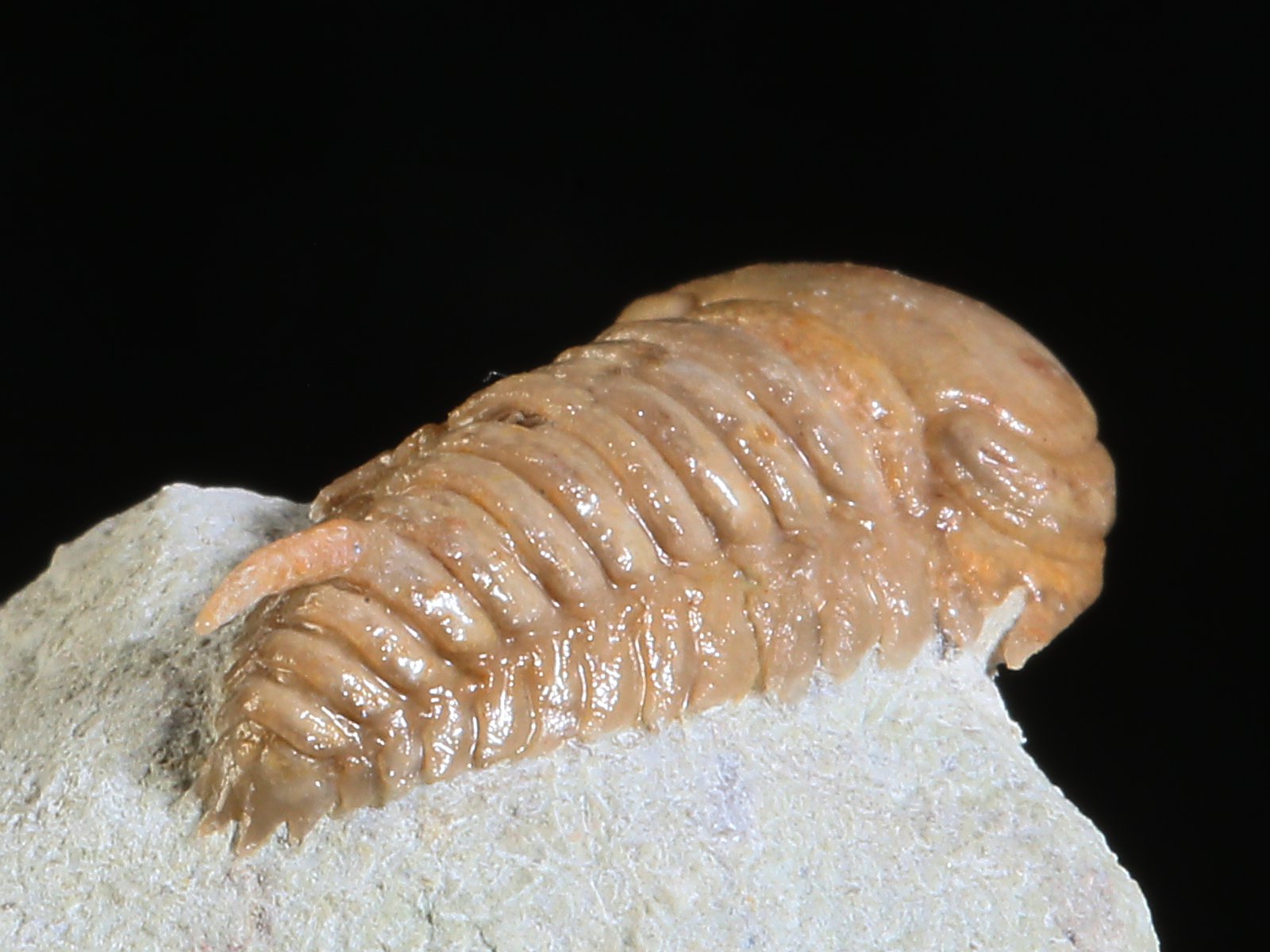 rmp 10896 13 Remopleurides nanus (LEUCHTENBERG 1843) - Image 14