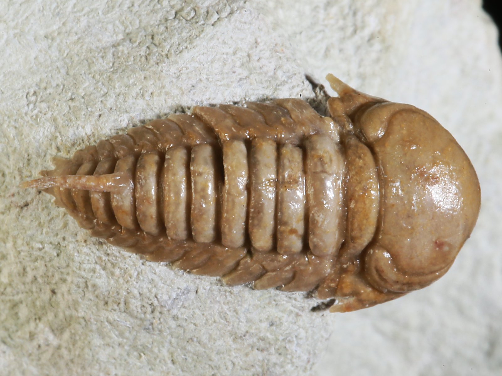 rmp 10896 3 Remopleurides nanus (LEUCHTENBERG 1843) - Image 4