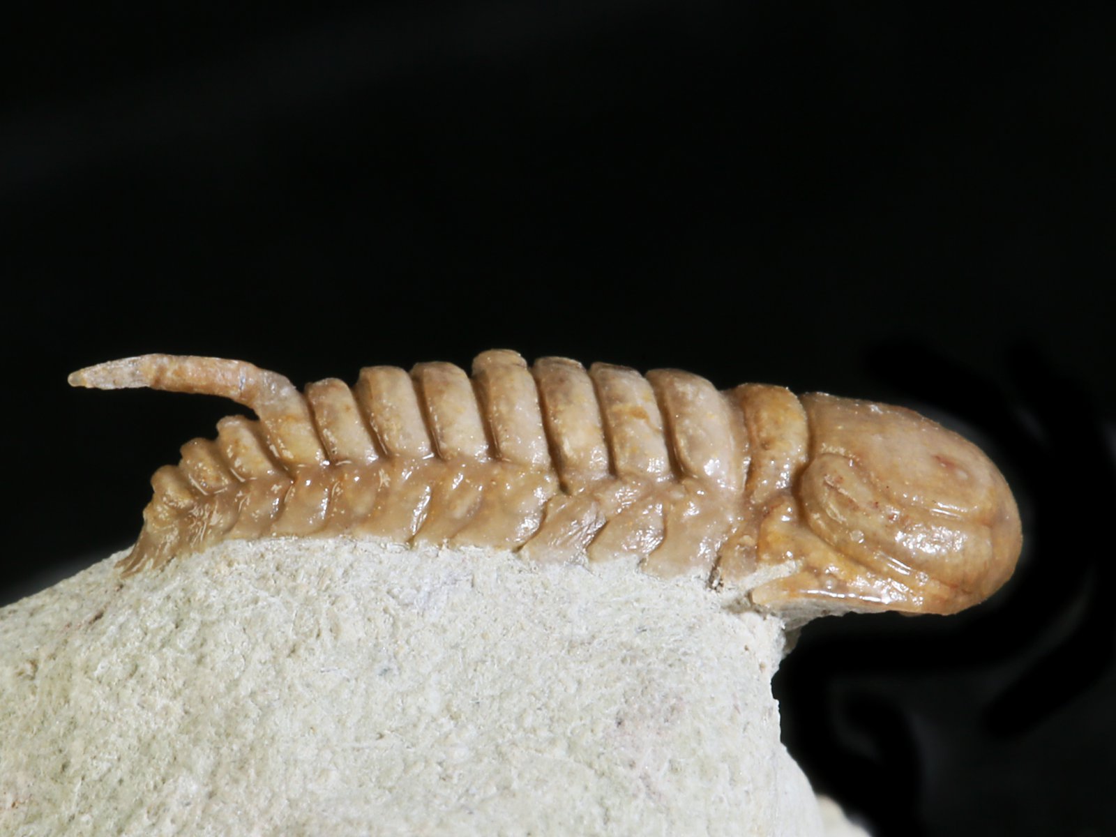 rmp 10896 4 Remopleurides nanus (LEUCHTENBERG 1843) - Image 5