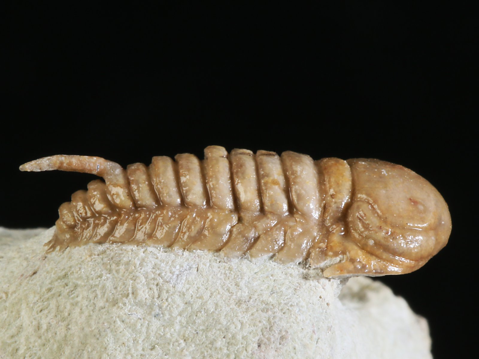 rmp 10896 5 Remopleurides nanus (LEUCHTENBERG 1843) - Image 6