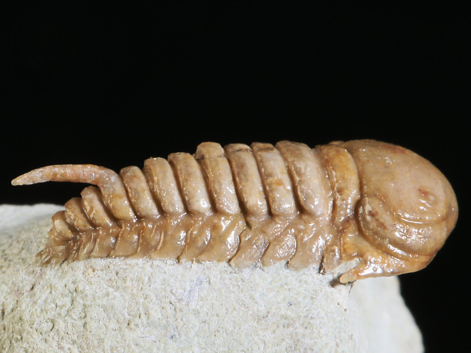 rmp 10896 6 Remopleurides nanus (LEUCHTENBERG 1843) - Image 7