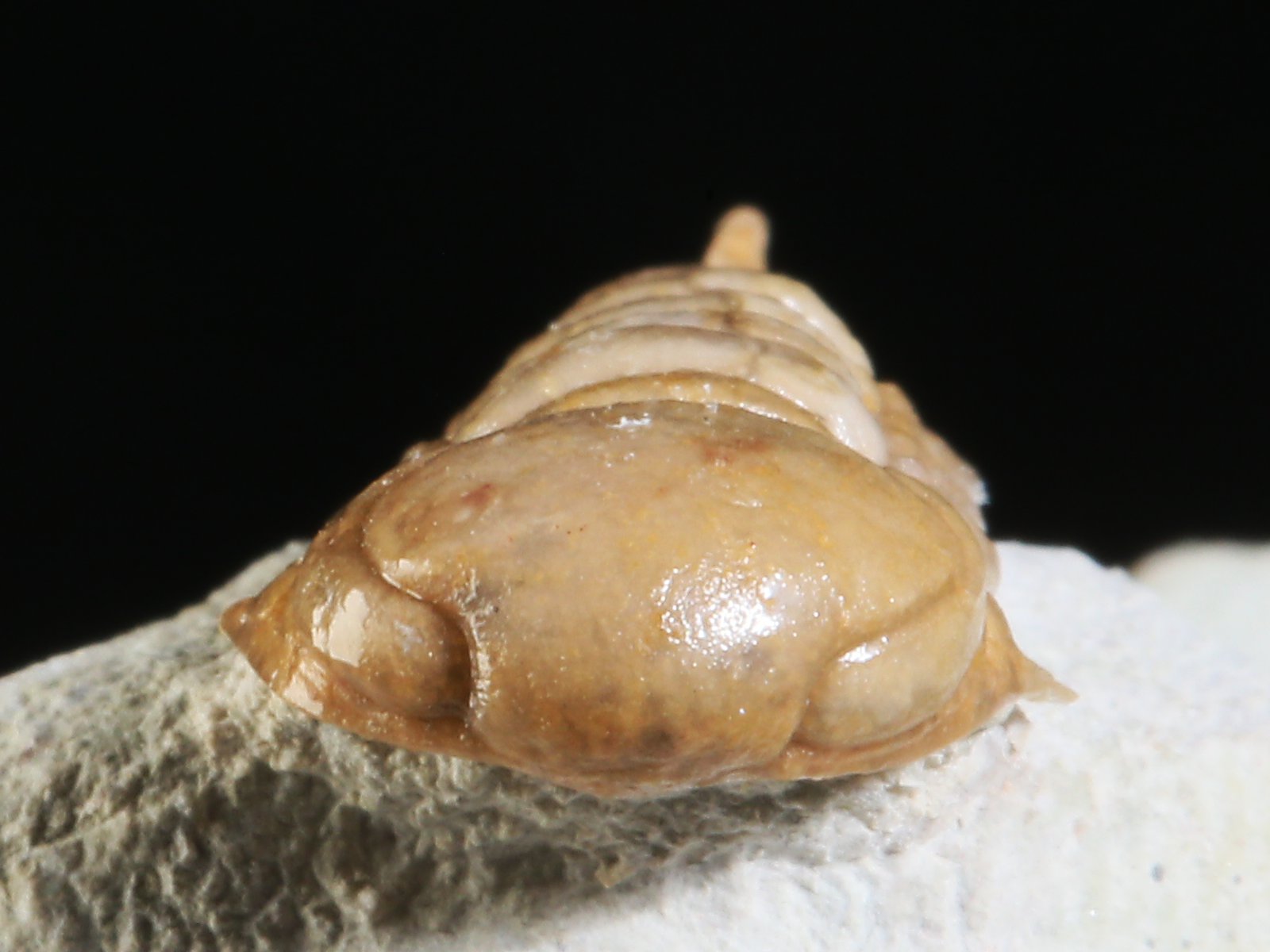 rmp 10896 8 Remopleurides nanus (LEUCHTENBERG 1843) - Image 9