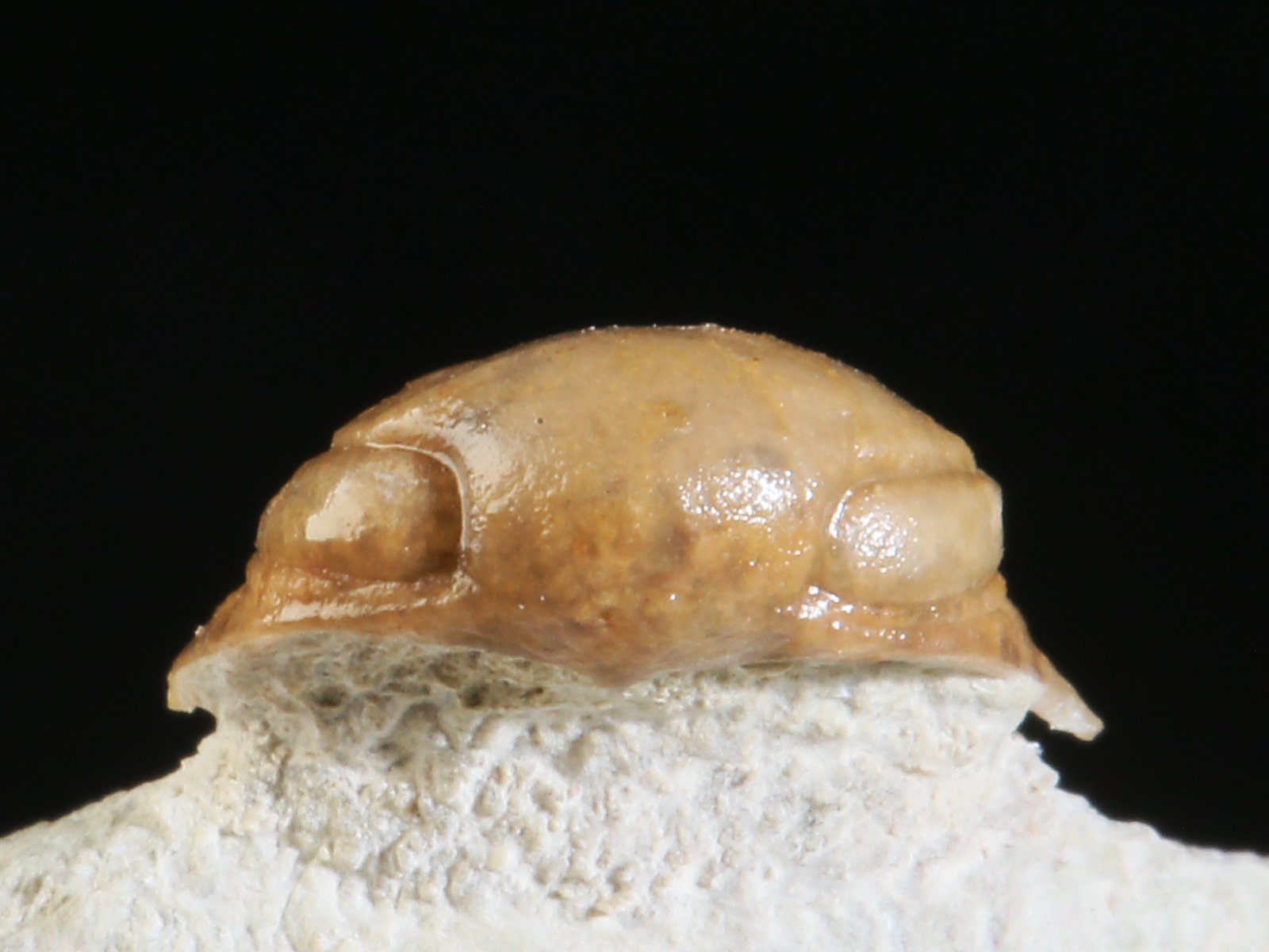 rmp 10896 9 Remopleurides nanus (LEUCHTENBERG 1843) - Image 10