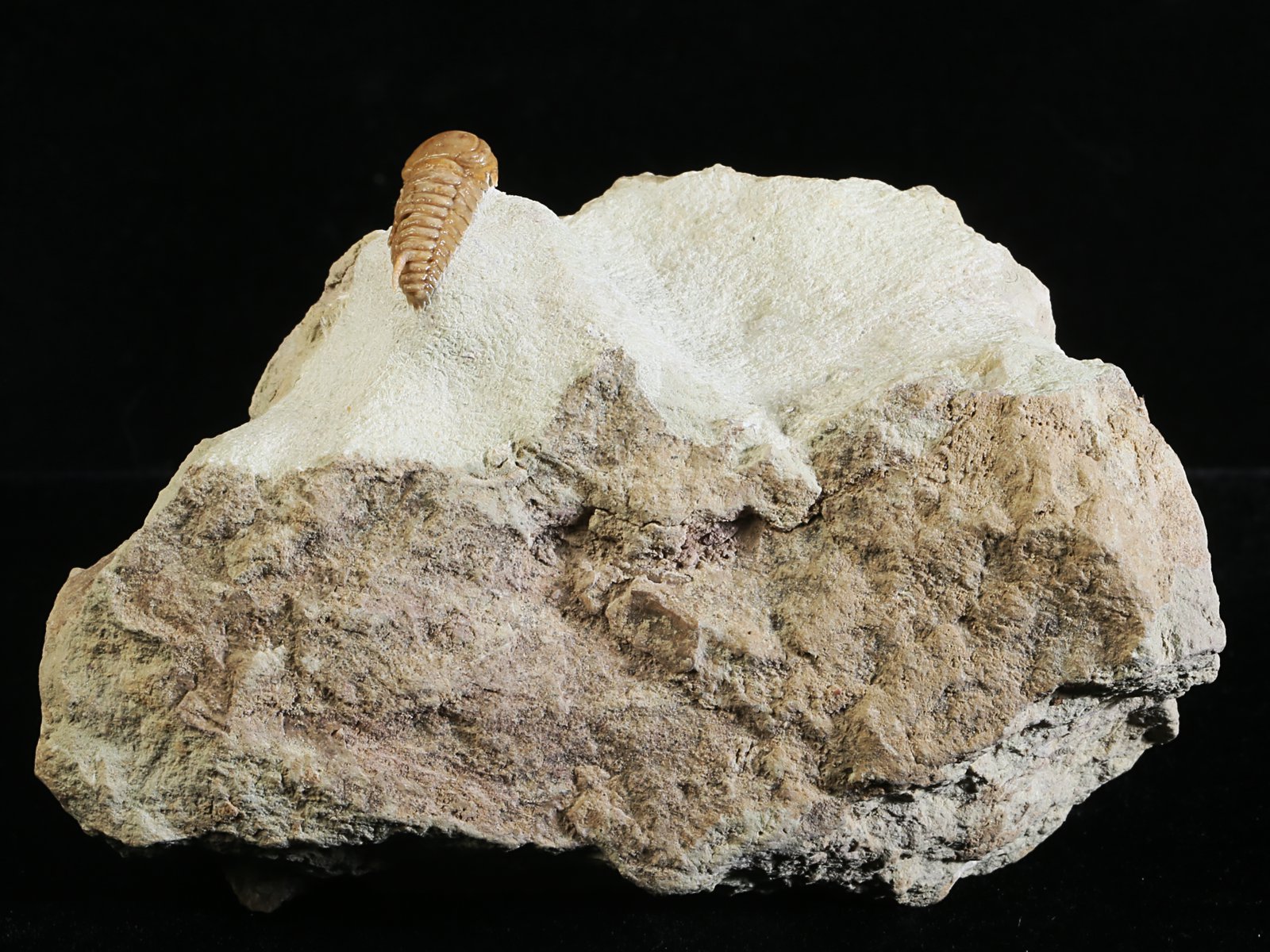 rmp 10896 Remopleurides nanus (LEUCHTENBERG 1843)