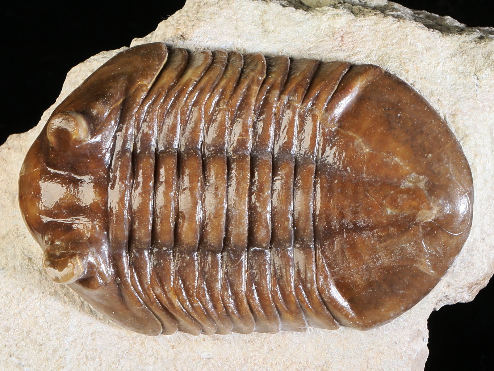 ac 10885 1 Asaphus cornutus PANDER 1830 - Image 2