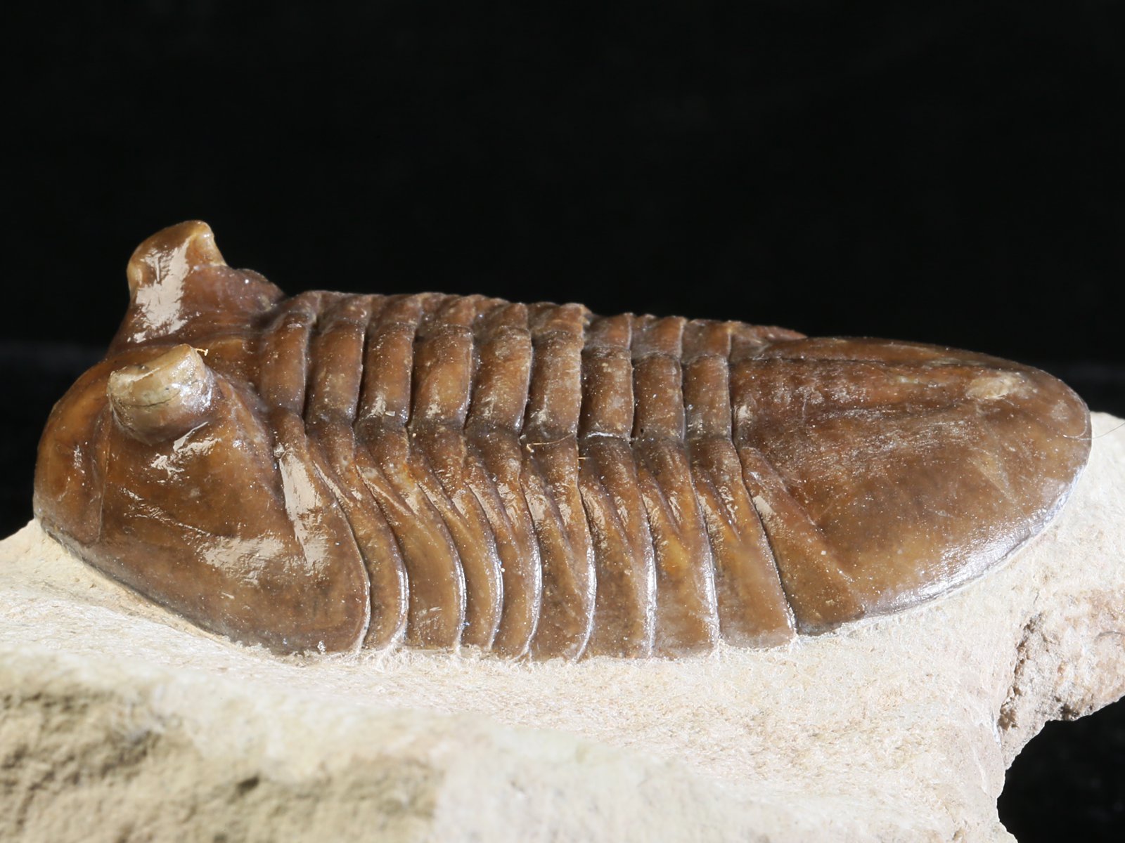 ac 10885 2 Asaphus cornutus PANDER 1830 - Image 3