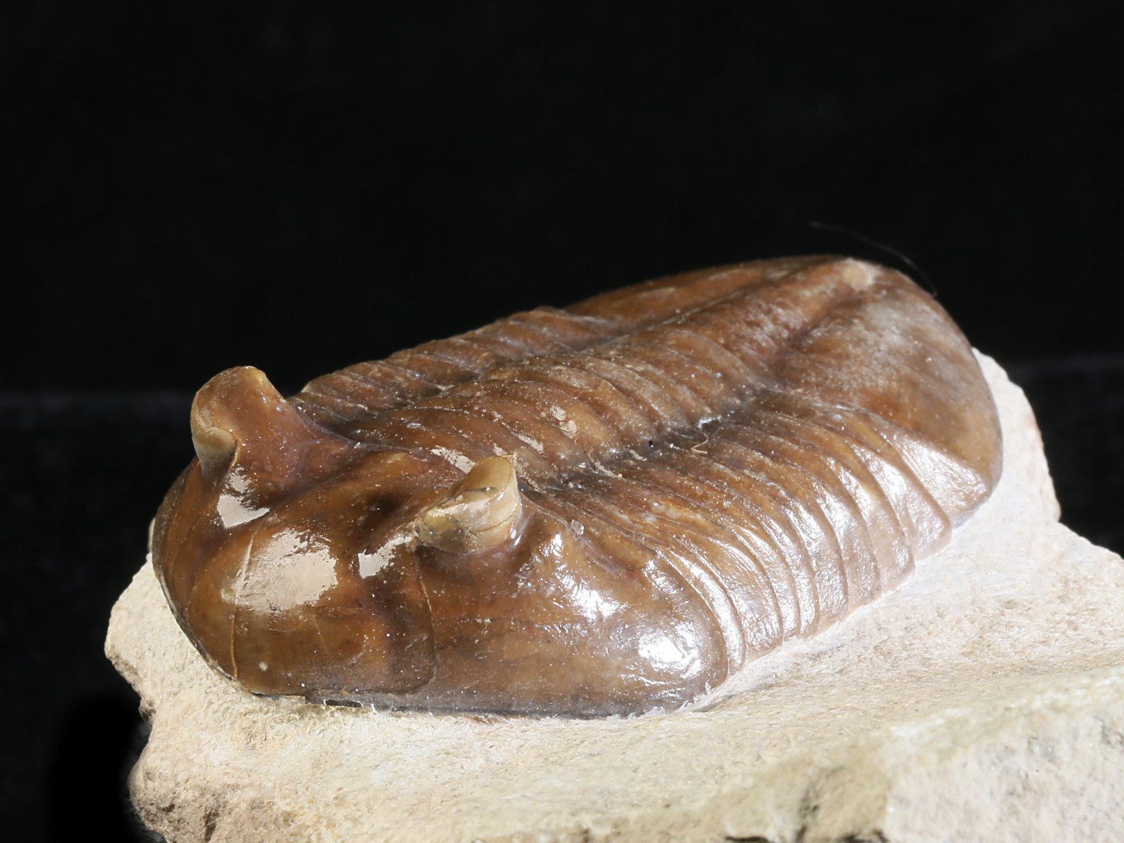 ac 10885 3 Asaphus cornutus PANDER 1830 - Image 4